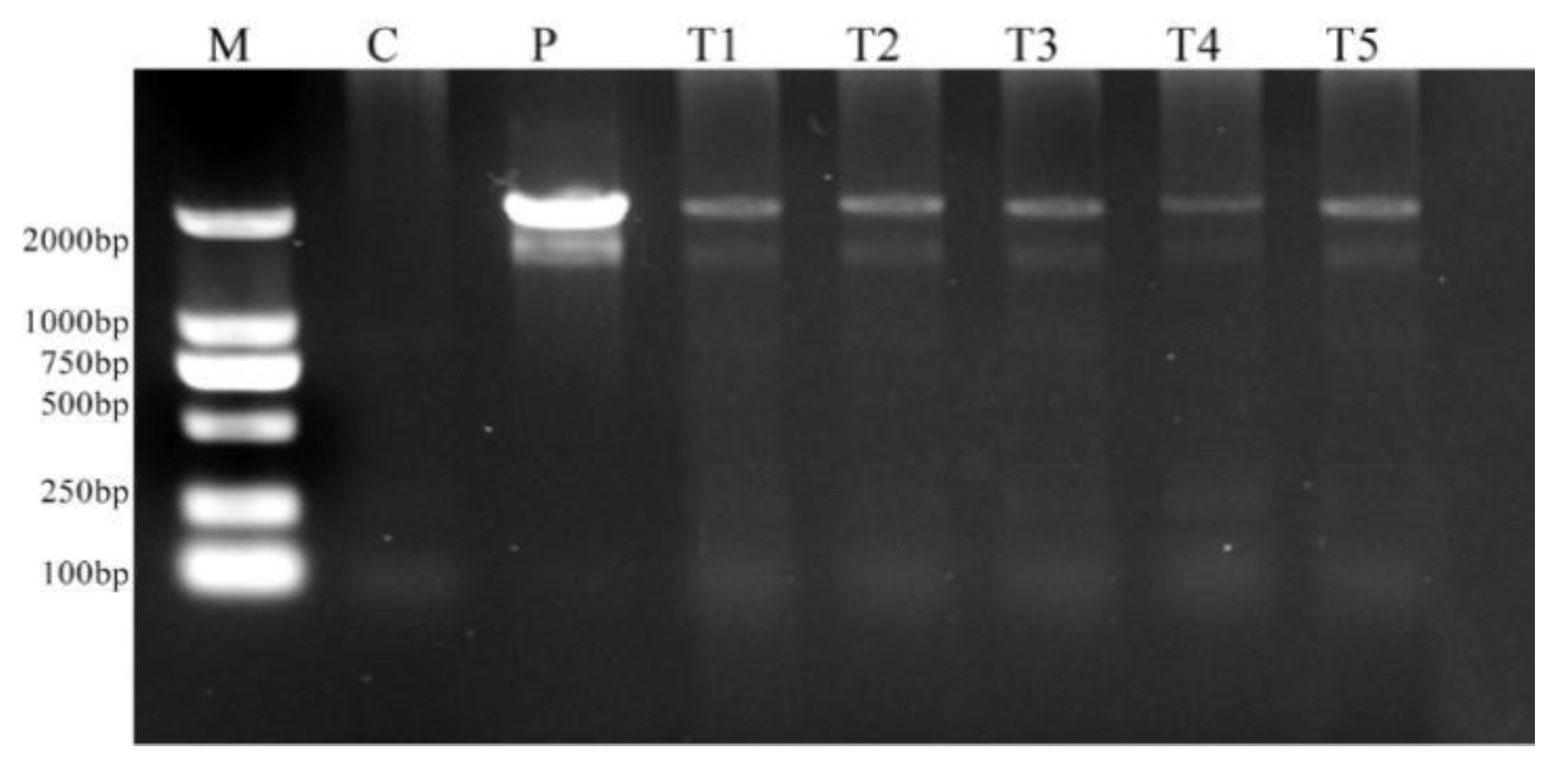 Plants 11 01067 g006 550