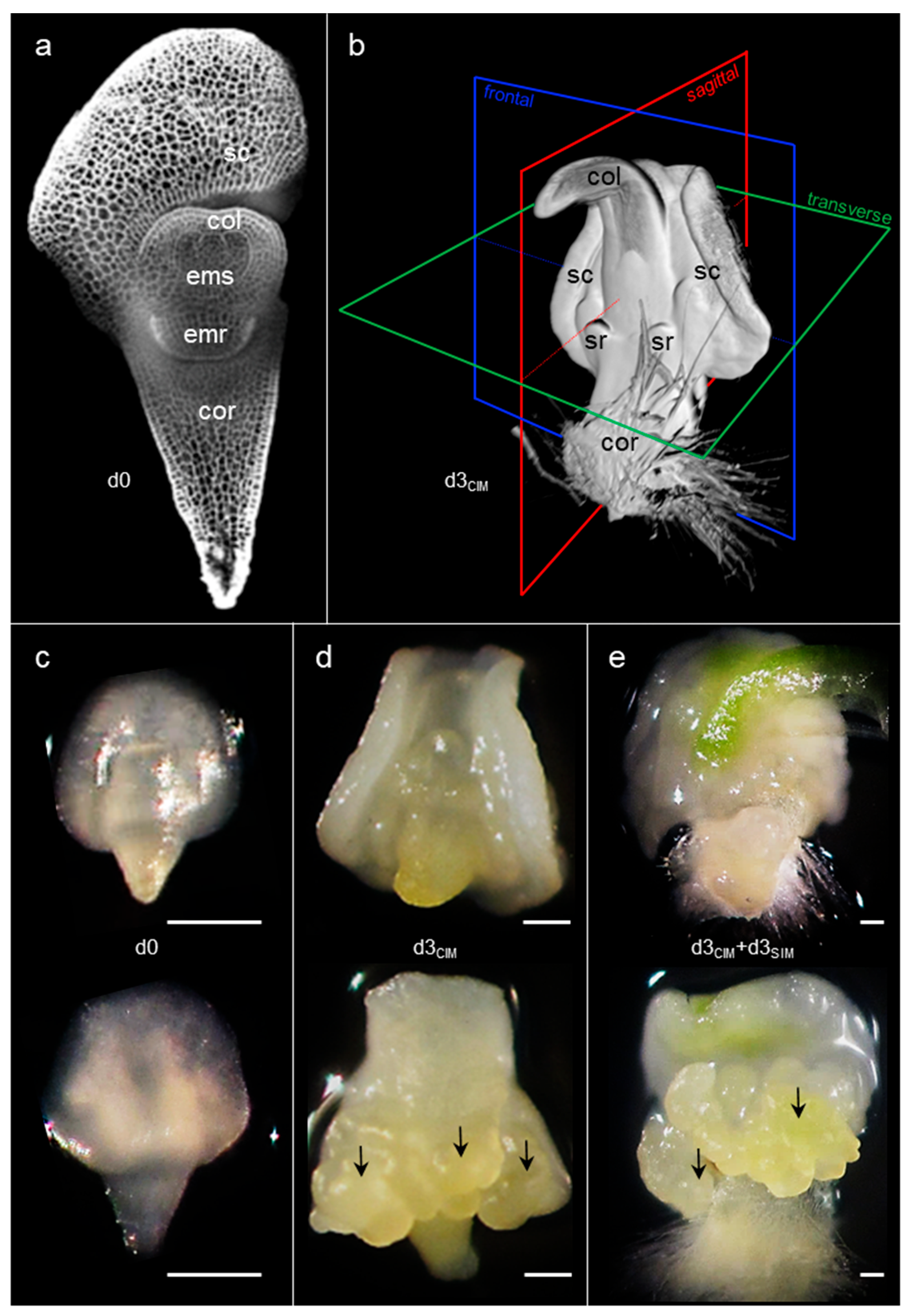 Plants 11 01068 g001 550