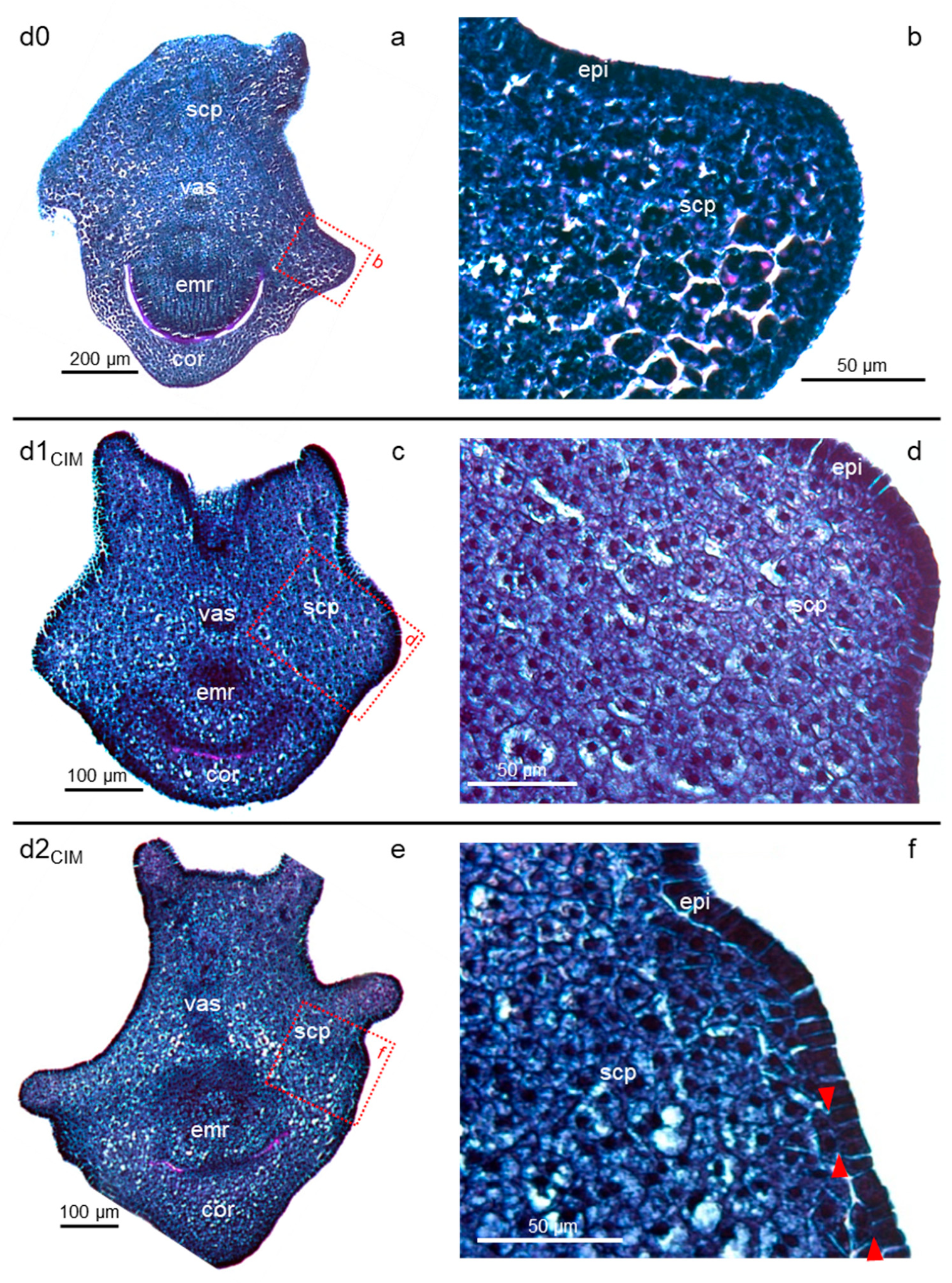 Plants 11 01068 g002 550