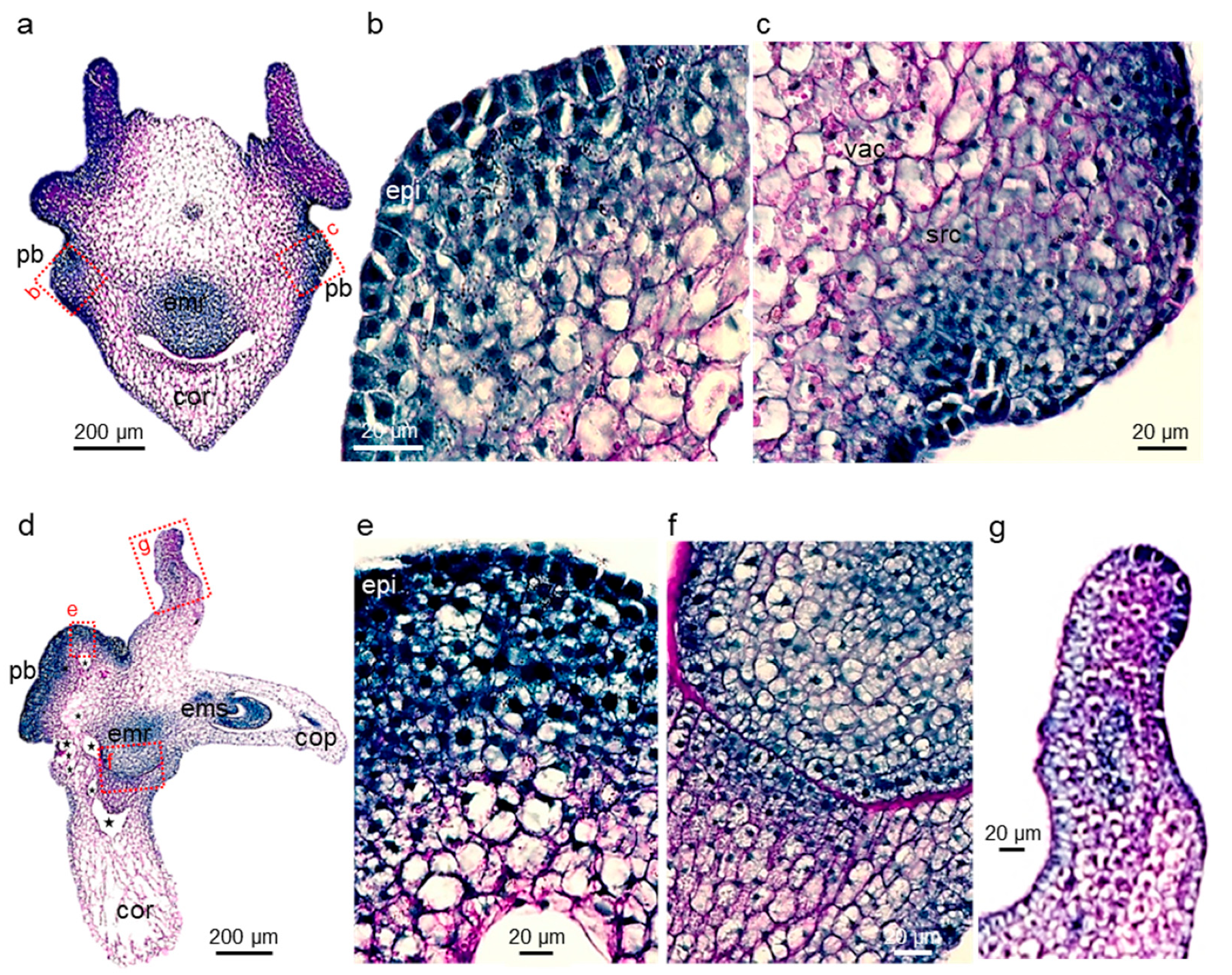 Plants 11 01068 g003 550