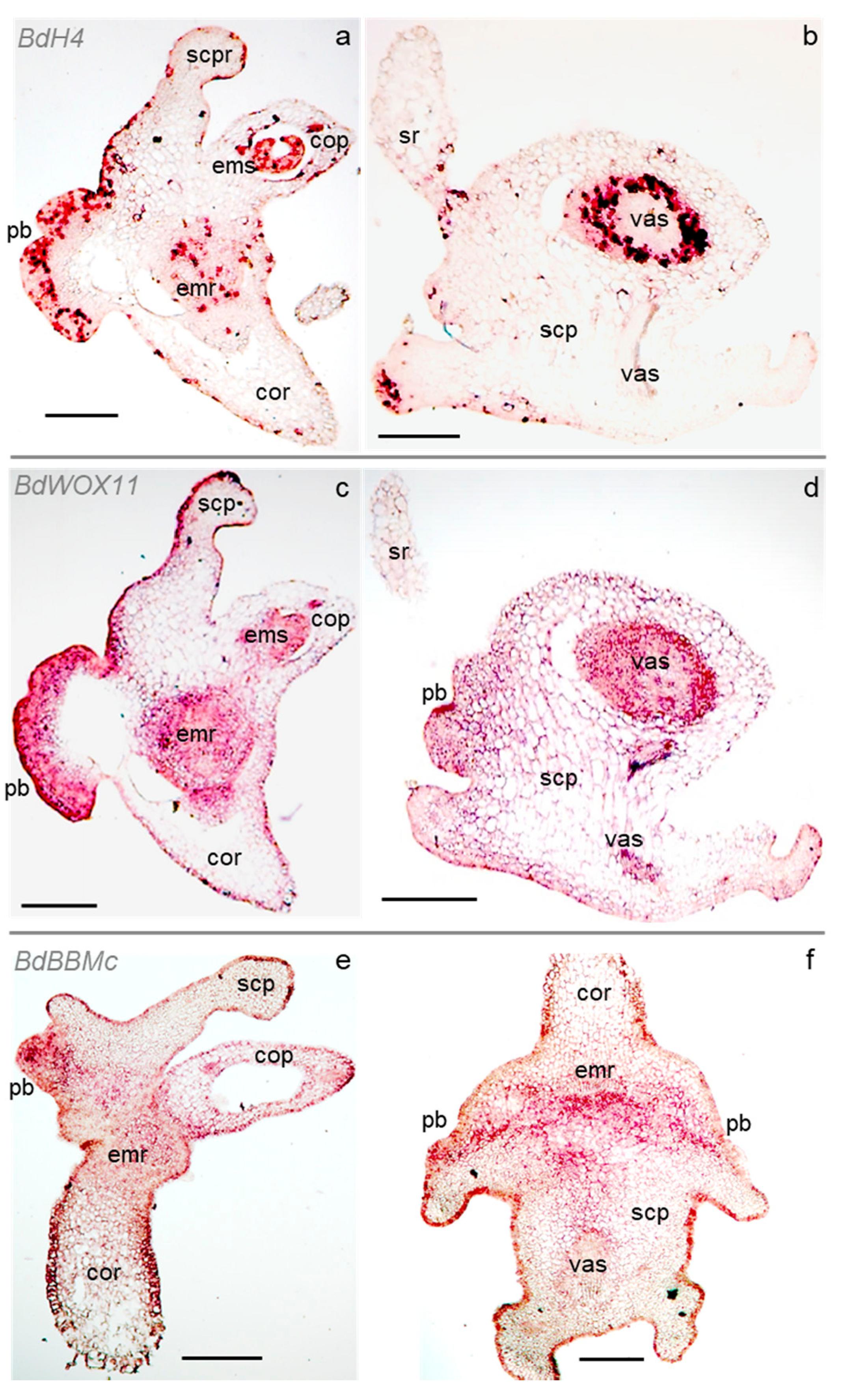 Plants 11 01068 g004 550