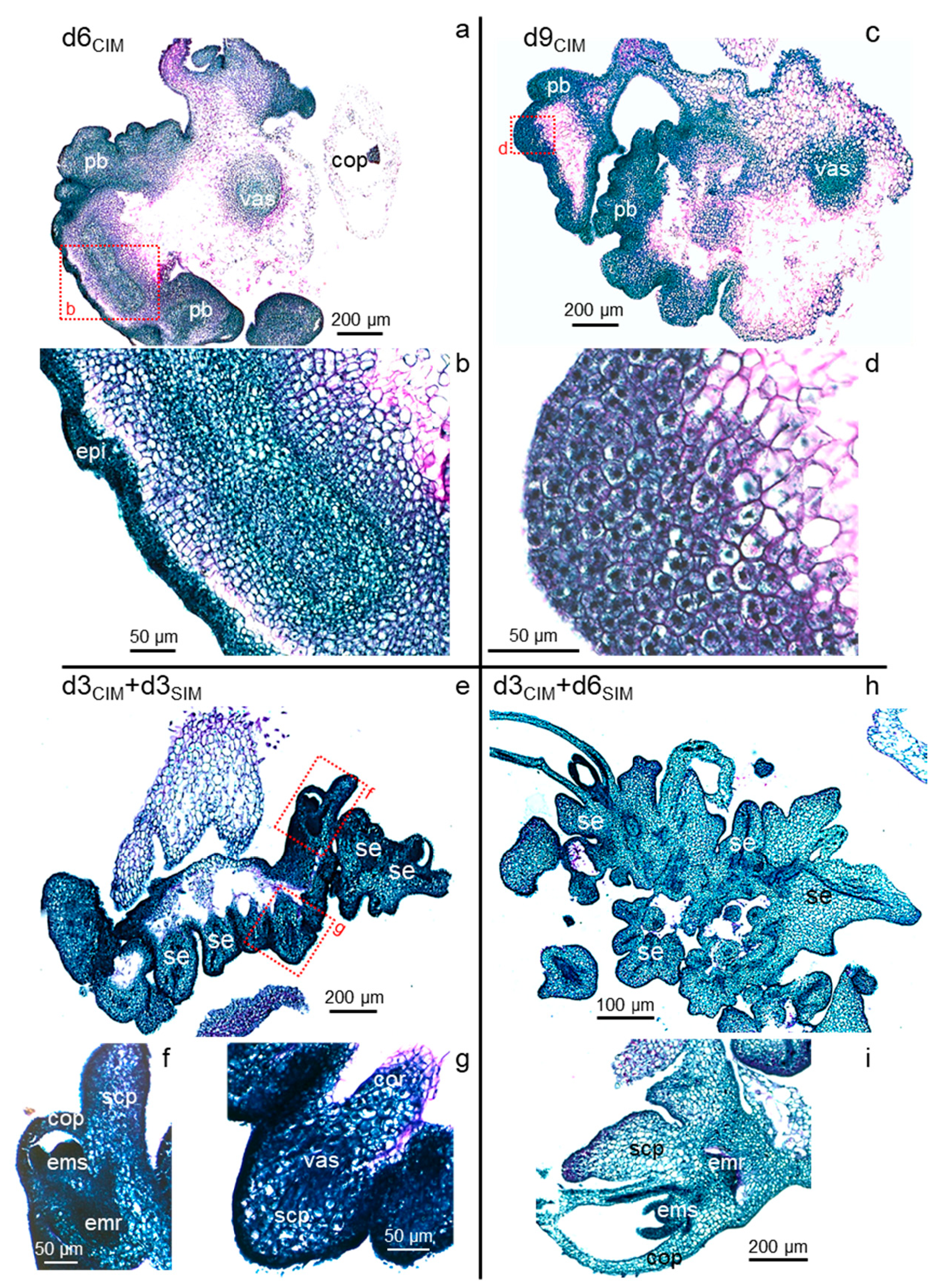 Plants 11 01068 g005 550