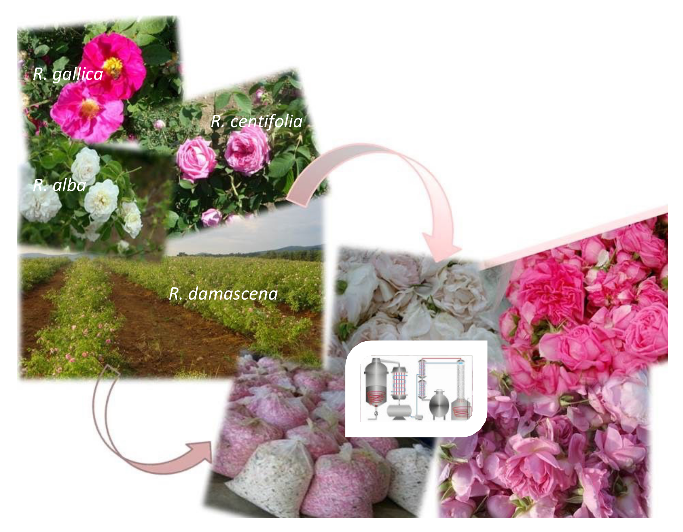 Plants 11 01073 g006 550