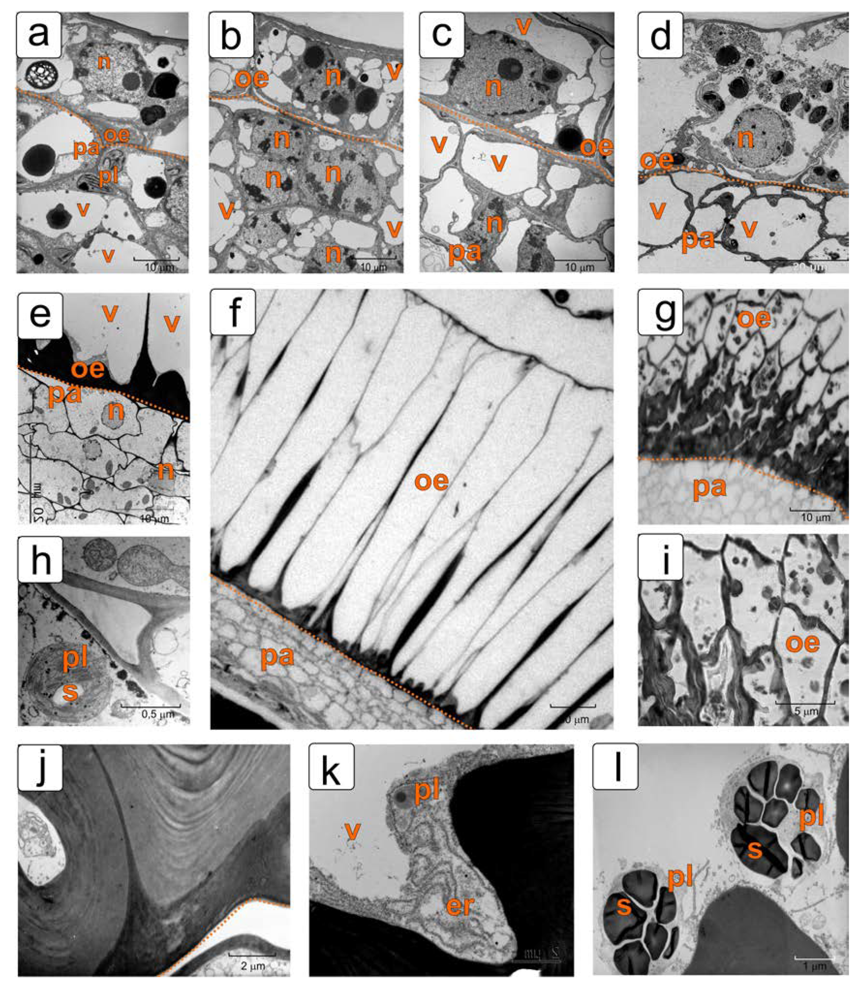 Plants 11 01101 g004