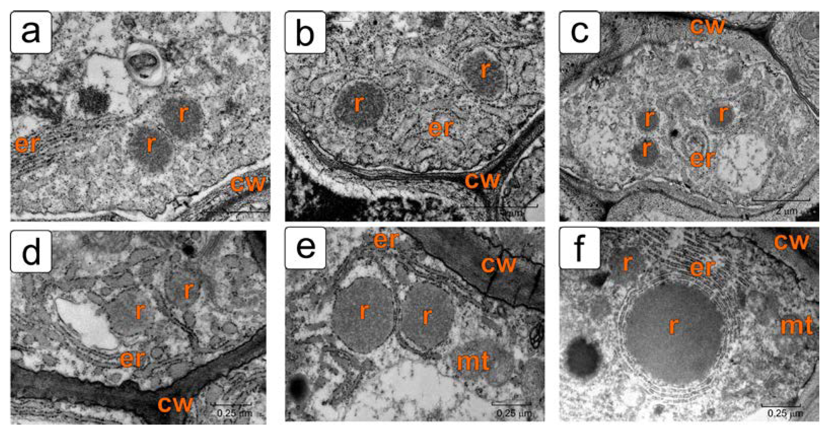Plants 11 01101 g006
