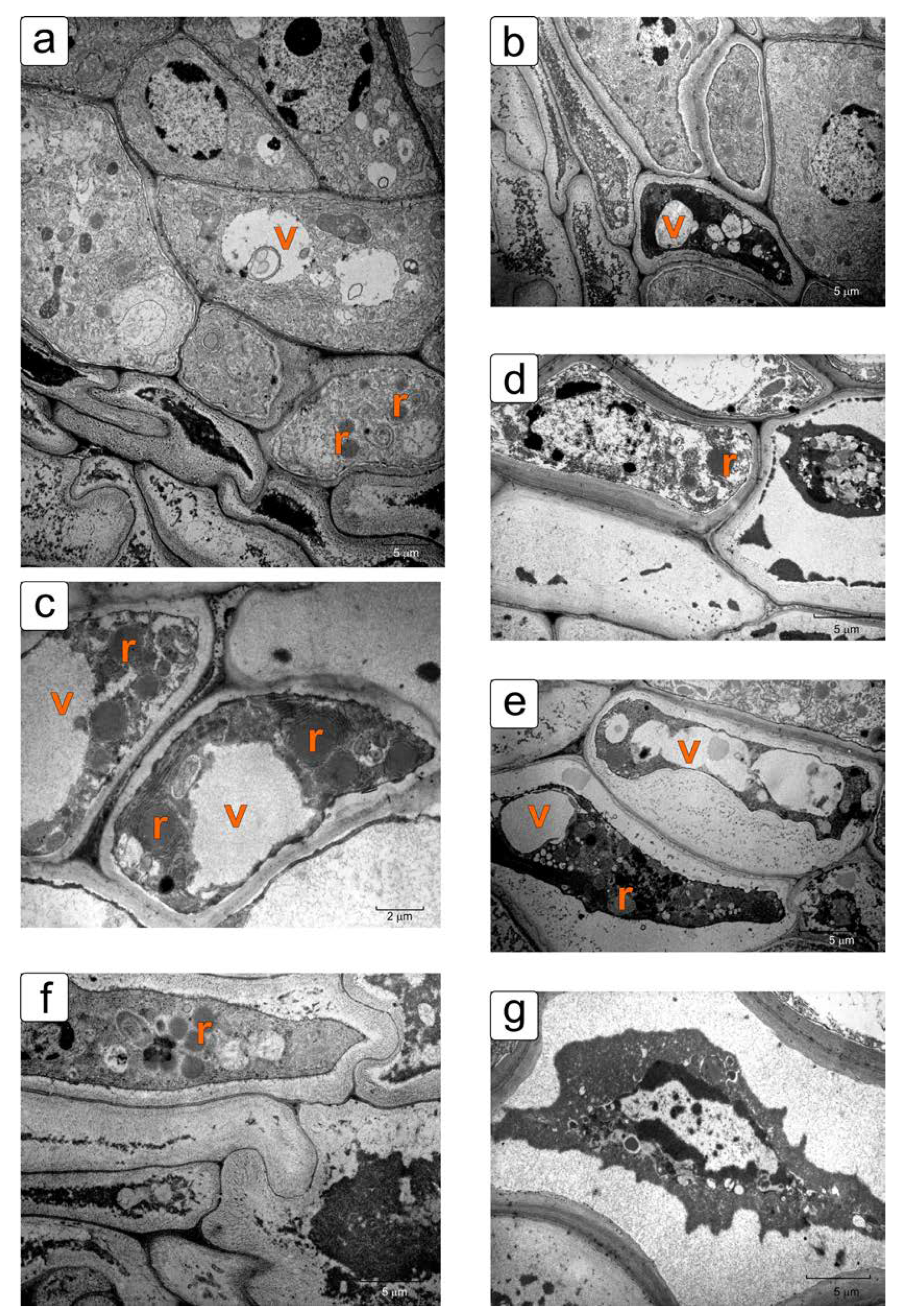 Plants 11 01101 g008