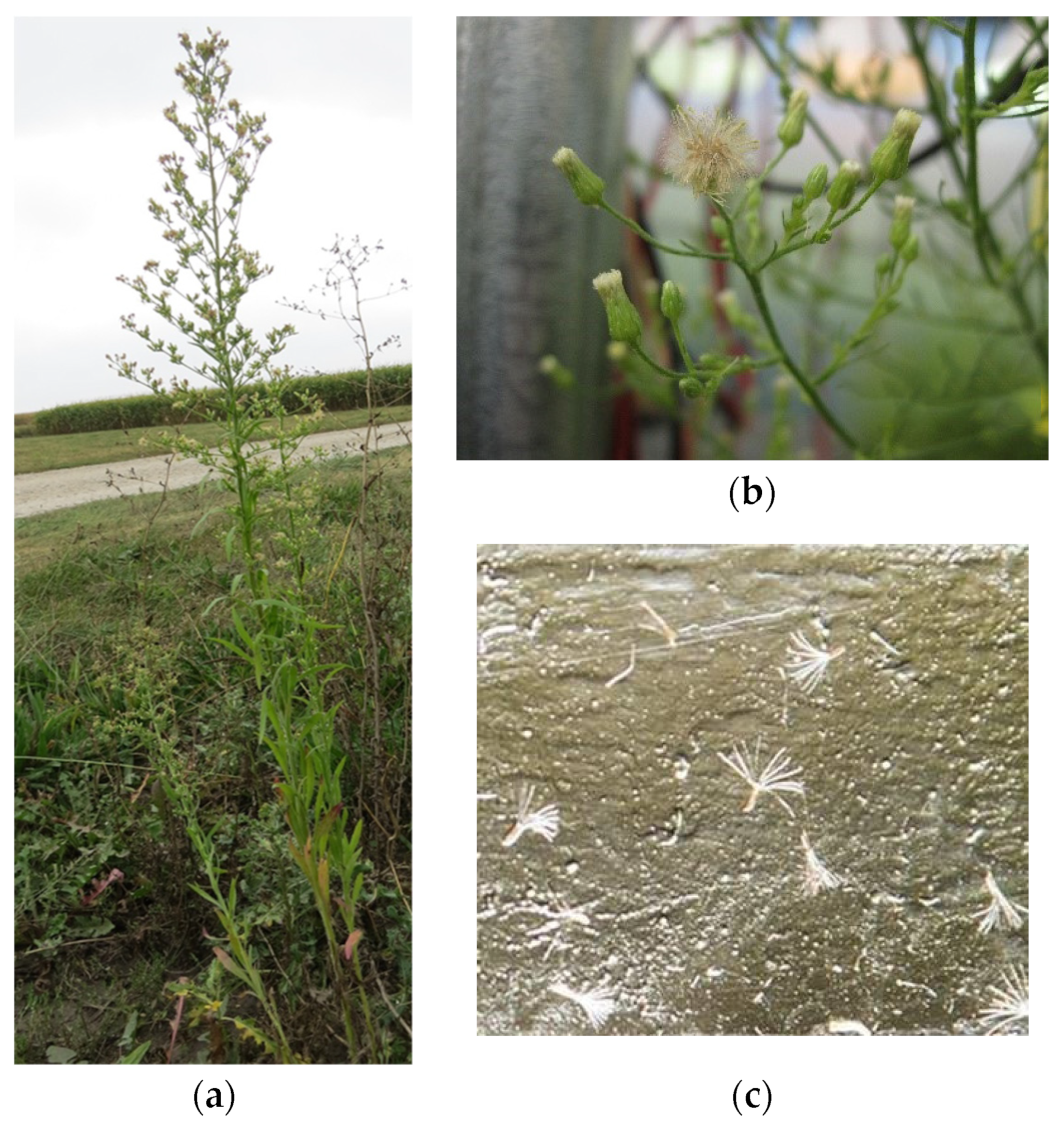 Plants 11 01102 g001