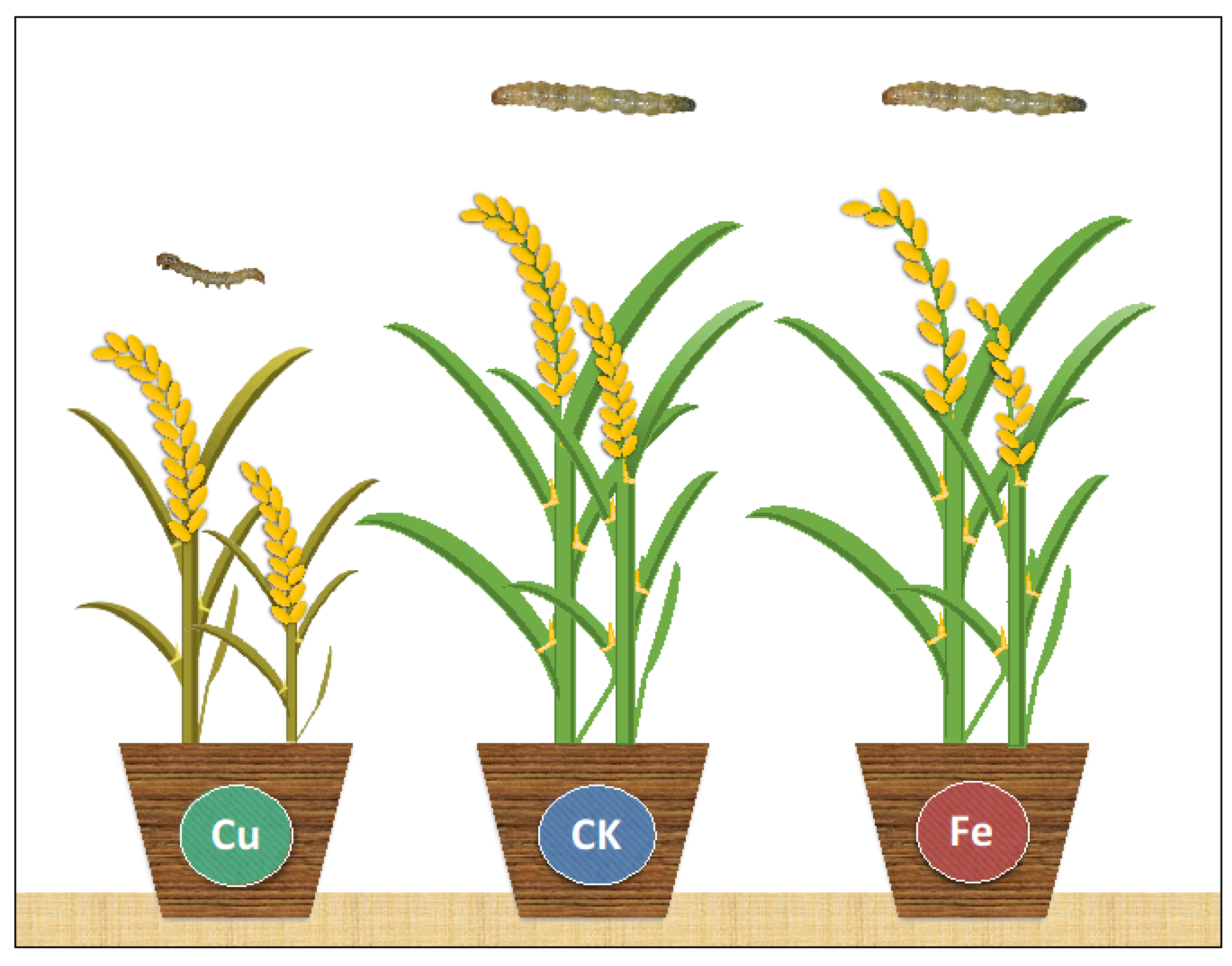 Characterization of hostplant innate immunity from Kharif-II rice cultivars  against rice leaf folder (Cnaphalocrocis medinalis Guen.) via in-situ  screening and physicochemical assays - ScienceDirect