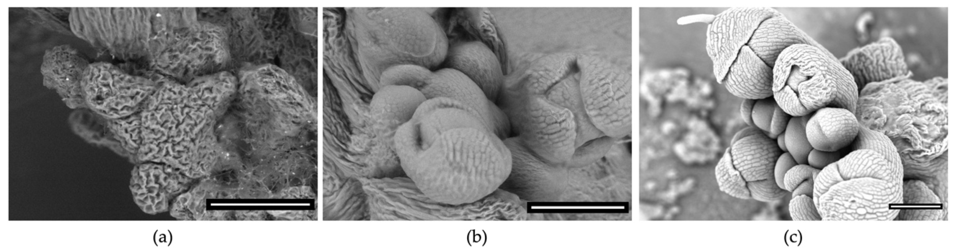 Plants 11 01113 g001 Plants 11 01113 g001