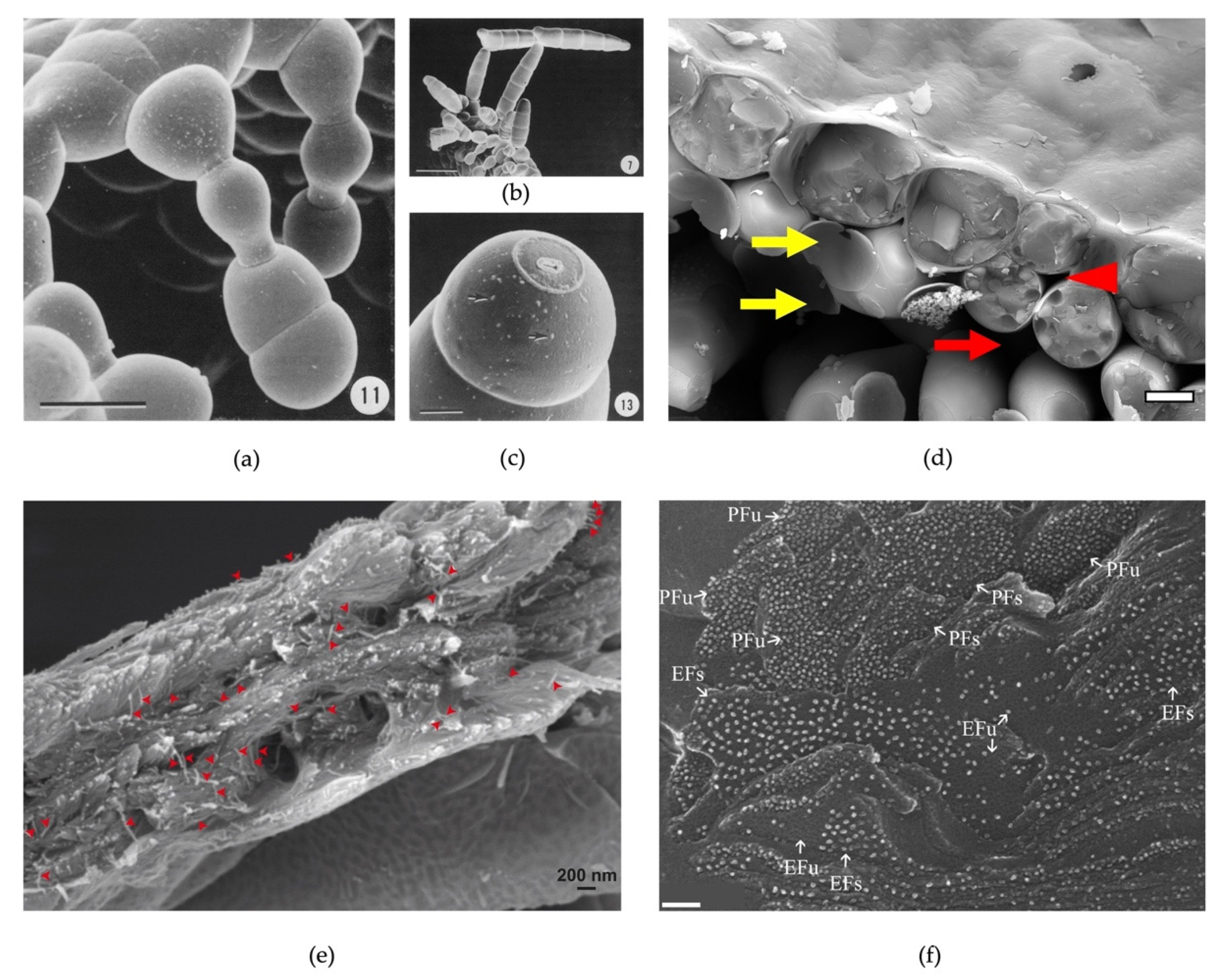 Plants 11 01113 g004 Plants 11 01113 g004