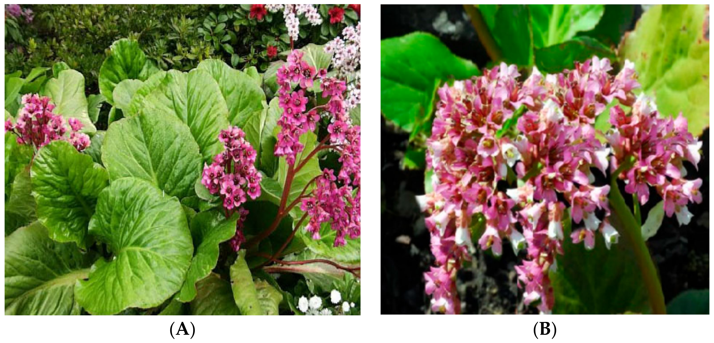 Plants 11 01129 g001