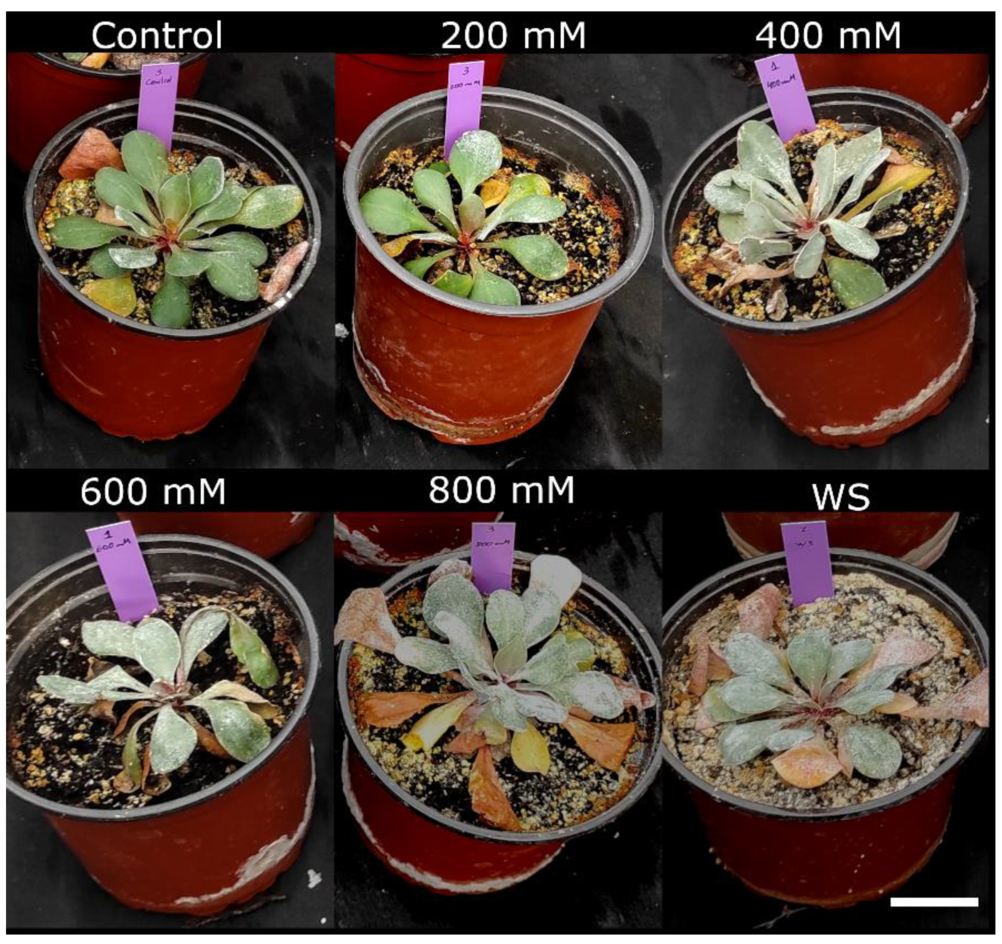 Plants 11 01137 g001