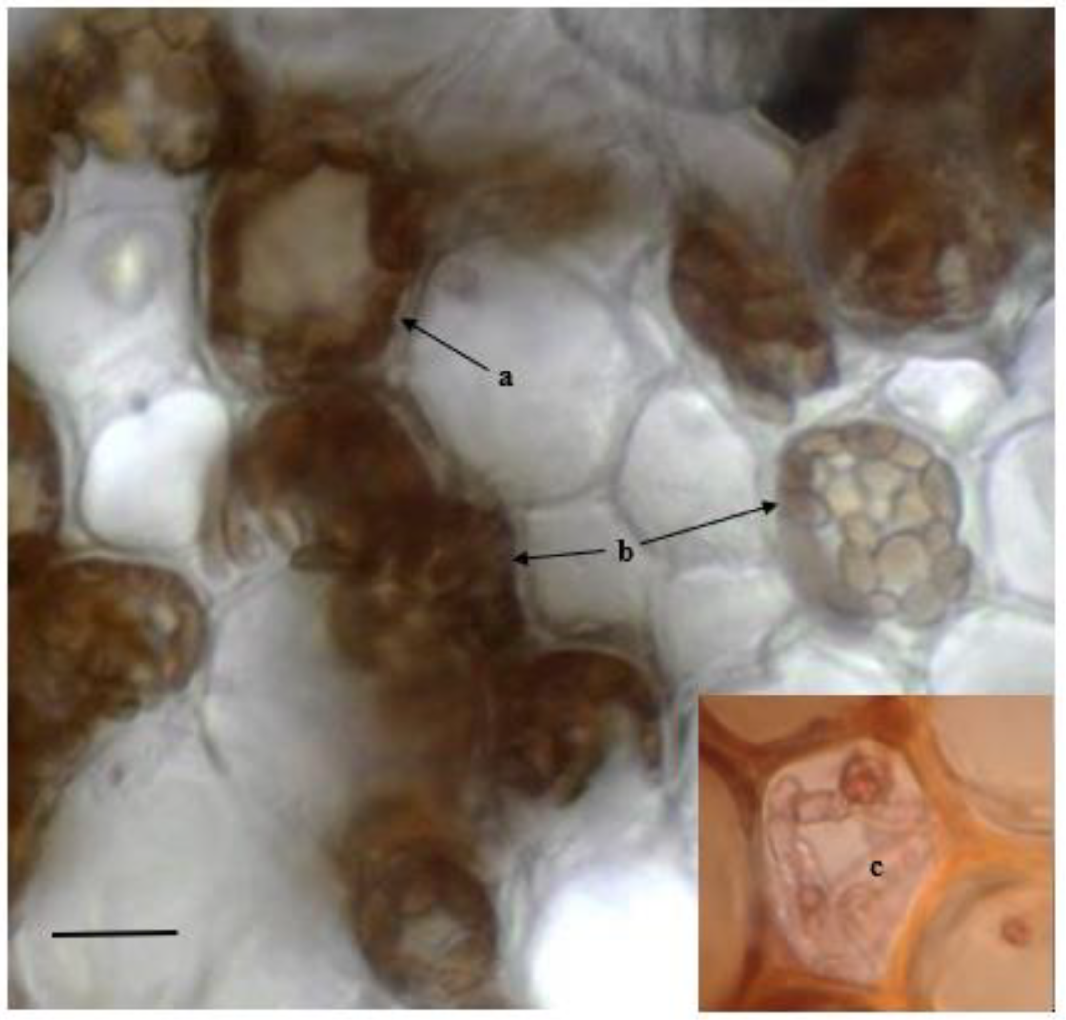 Plants 11 01139 g002 550