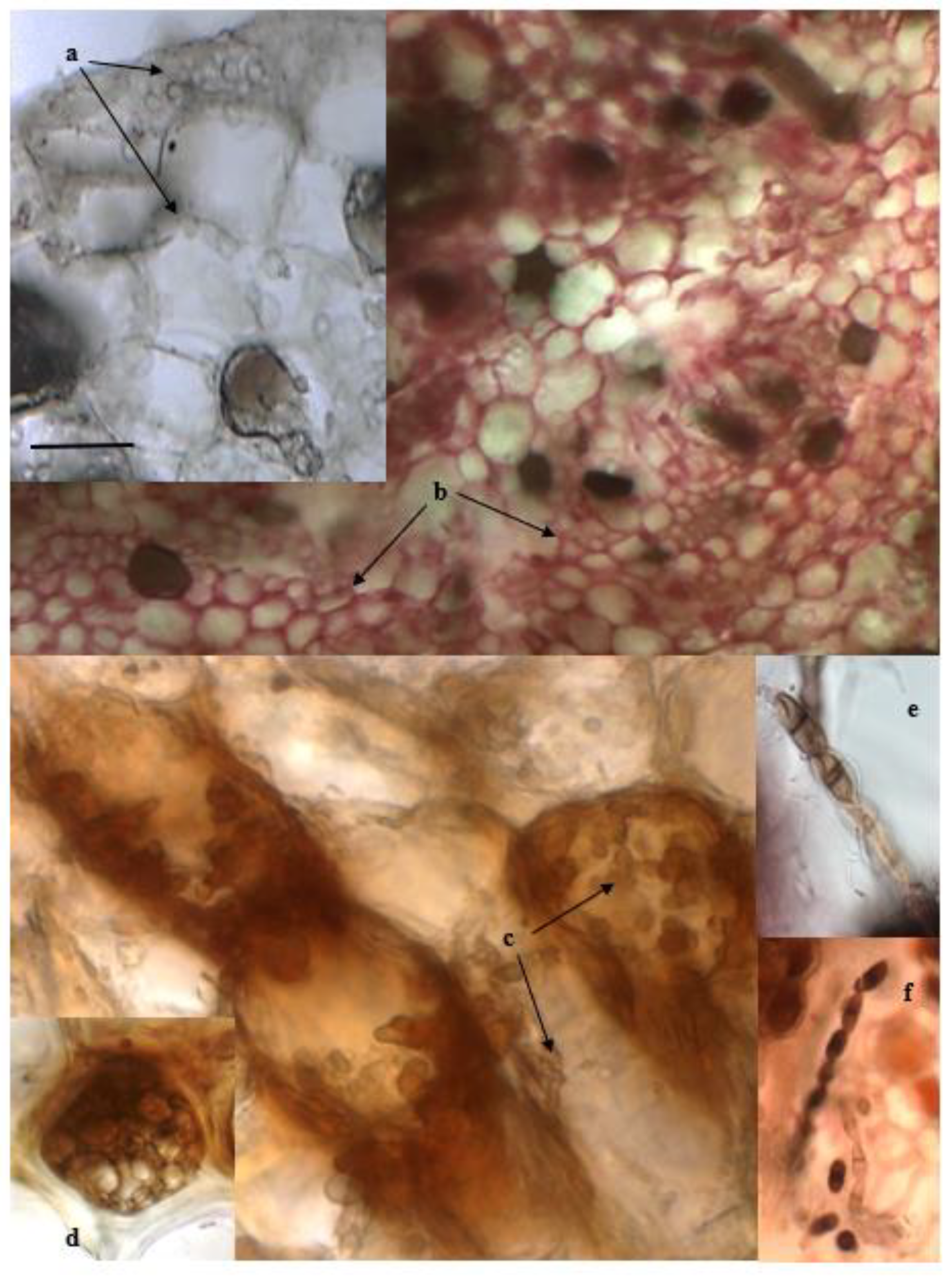 Plants 11 01139 g003 550