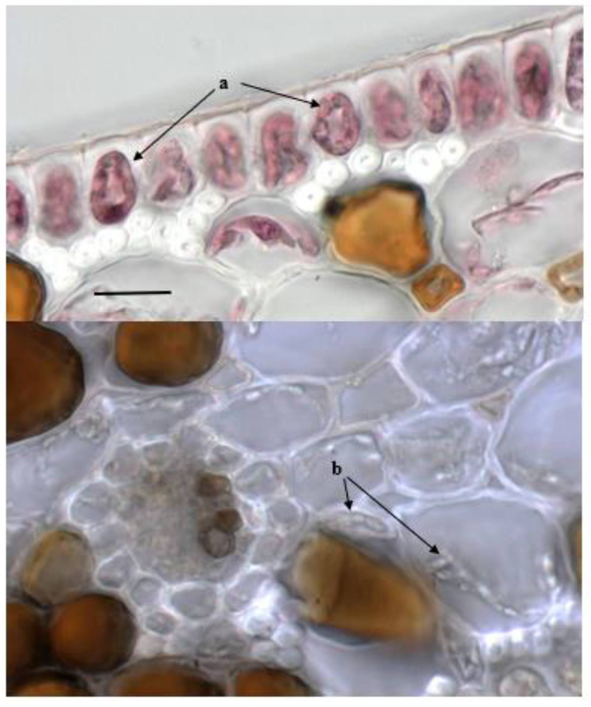 Plants 11 01139 g004 550