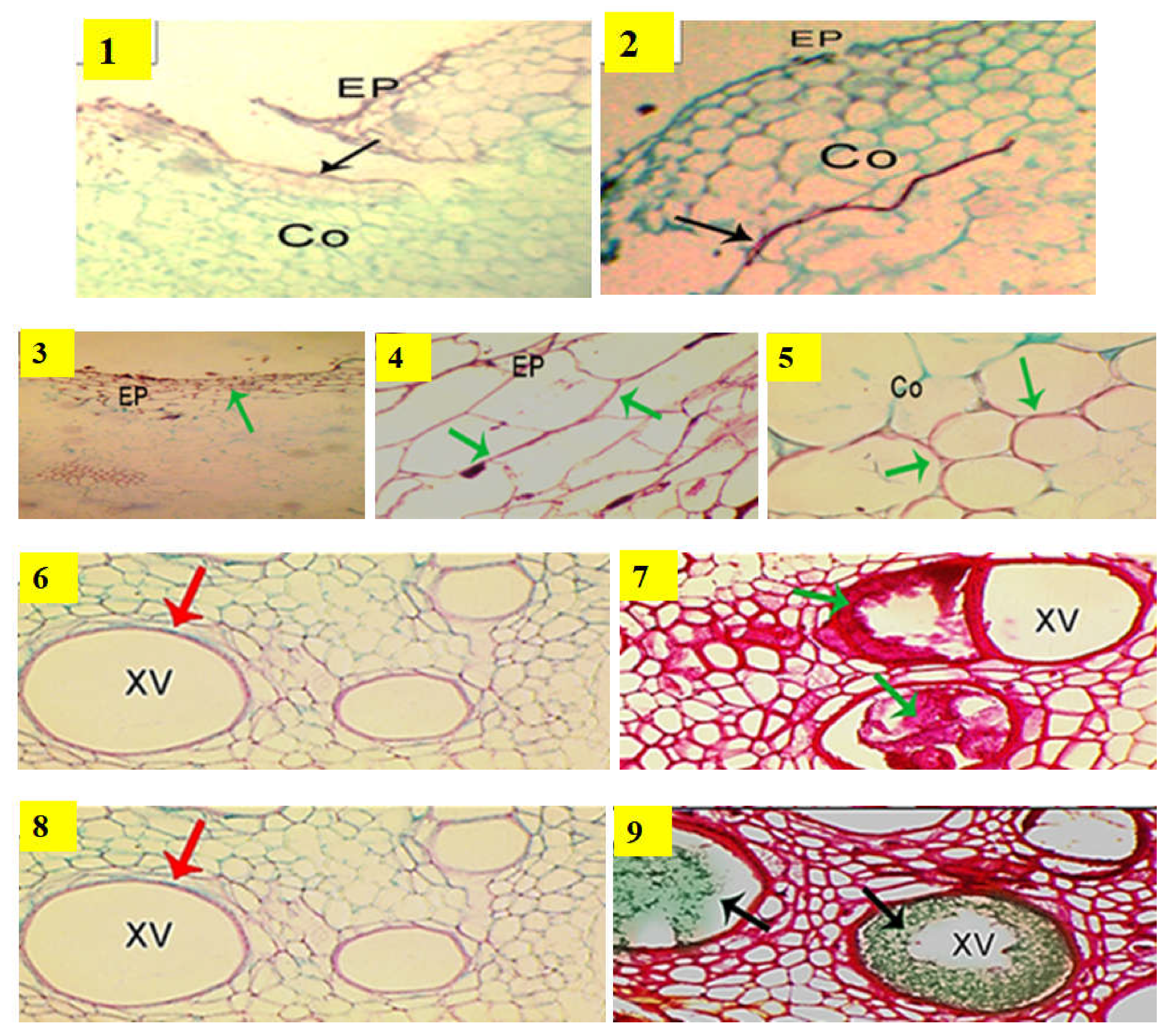Plants 11 01147 g002 550