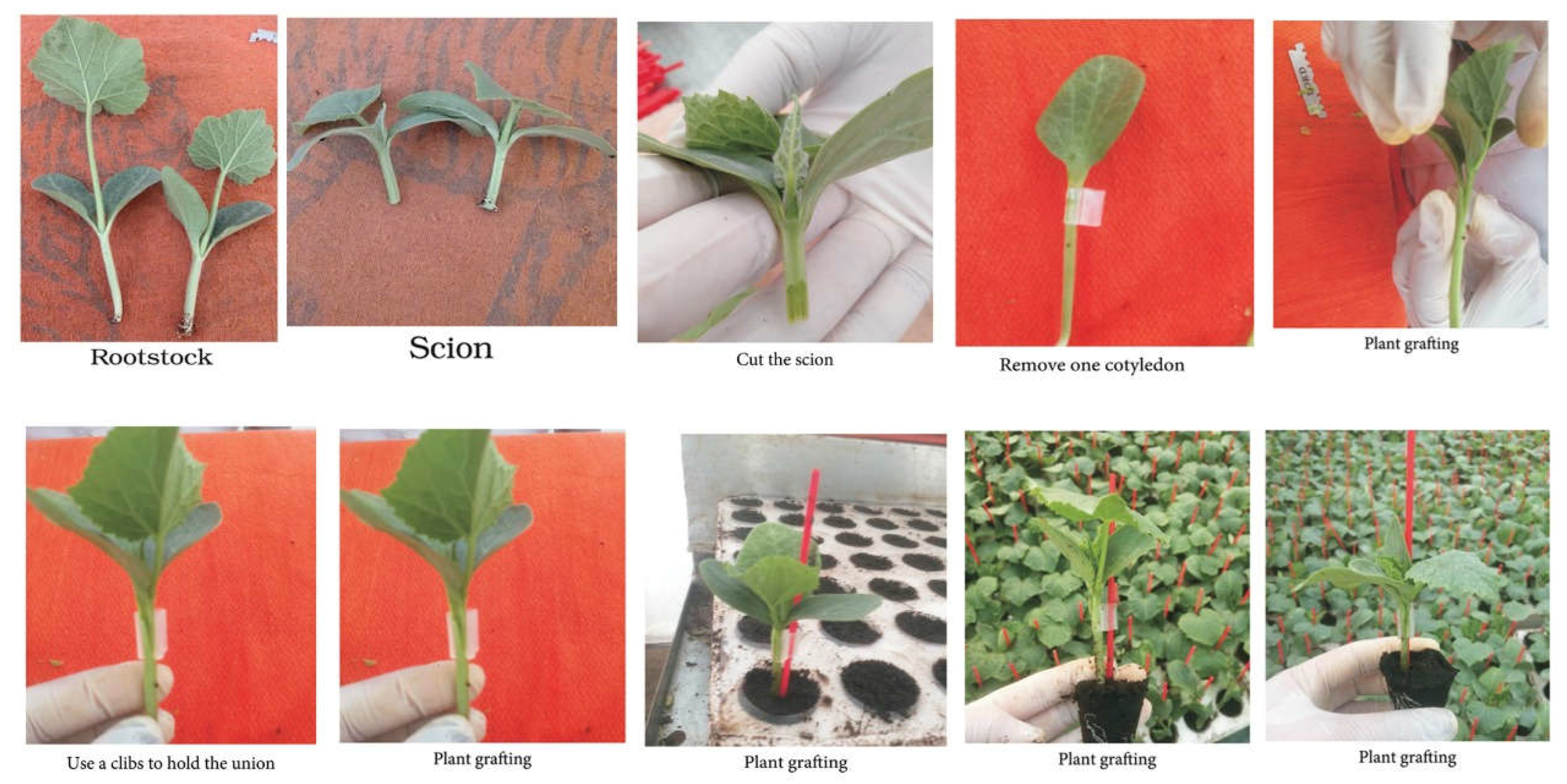 Plants 11 01147 g006 550