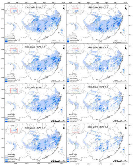 Characterizing Tetraploid Populations of Actinidia chinensis