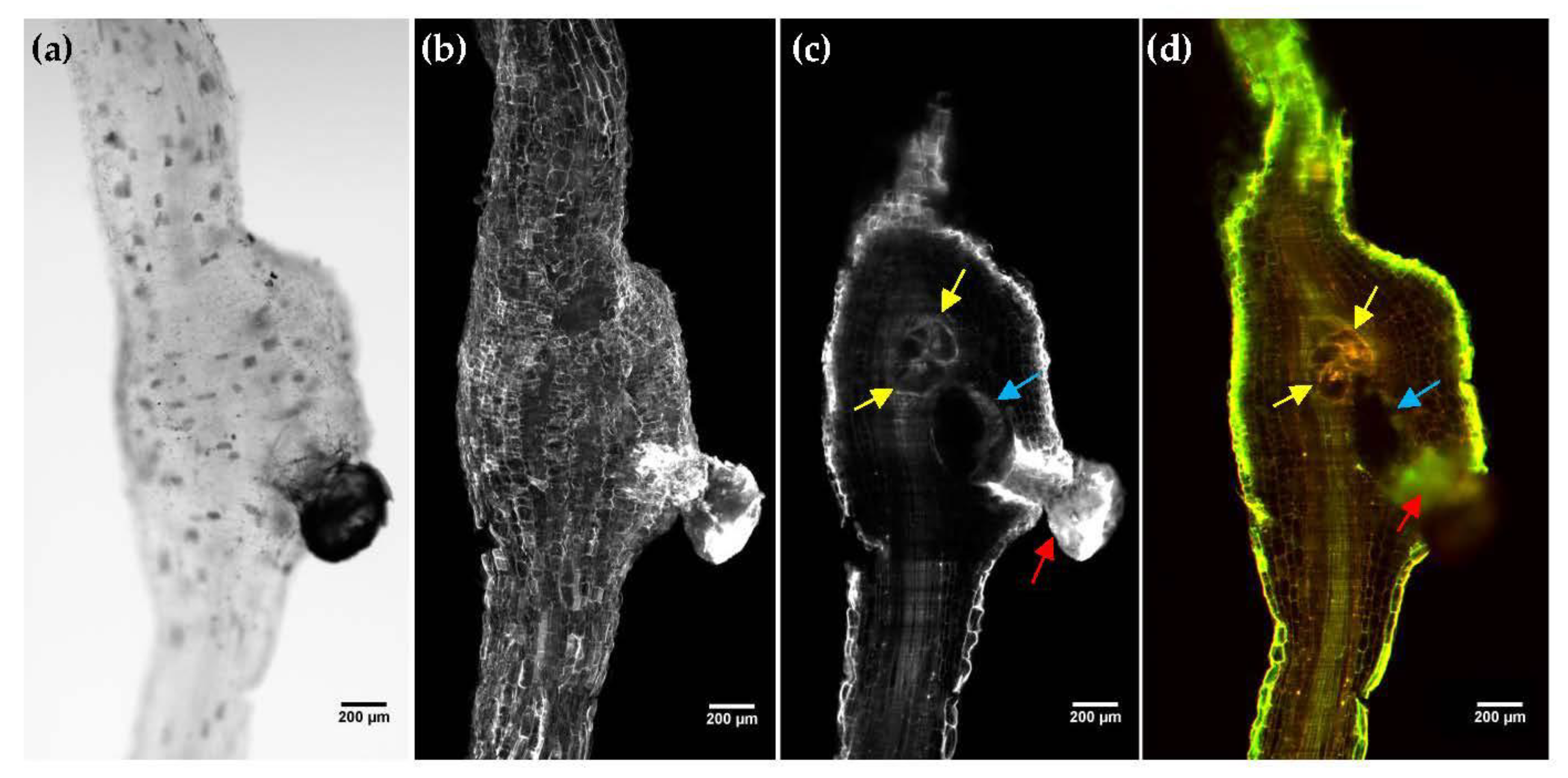 Plants 11 01165 g002