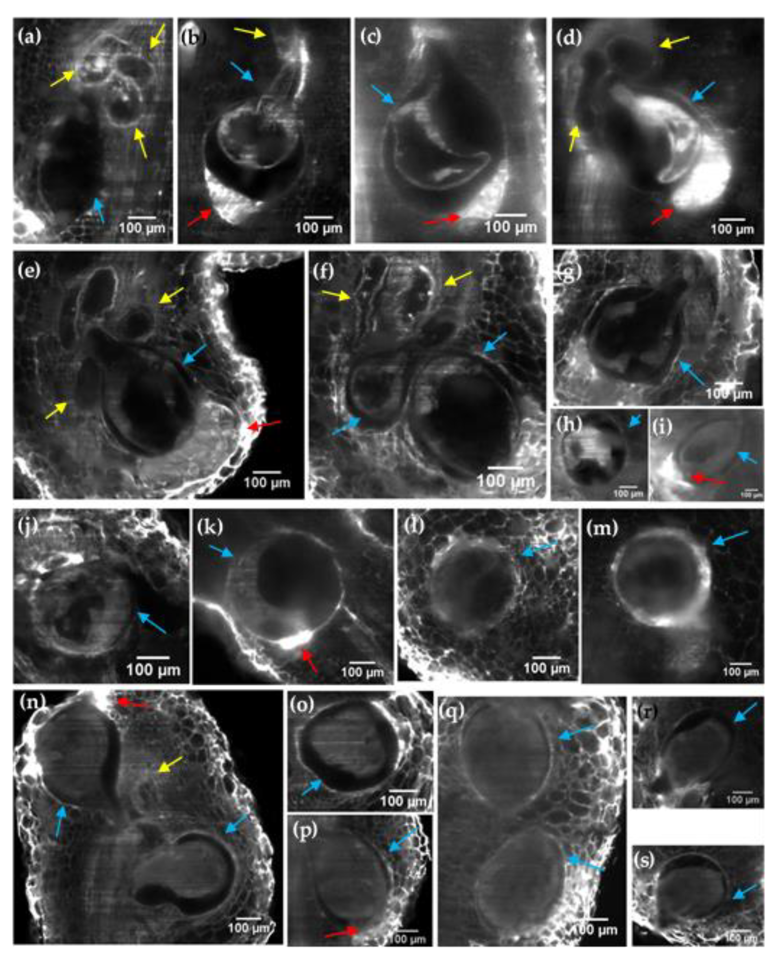 Plants 11 01165 g004