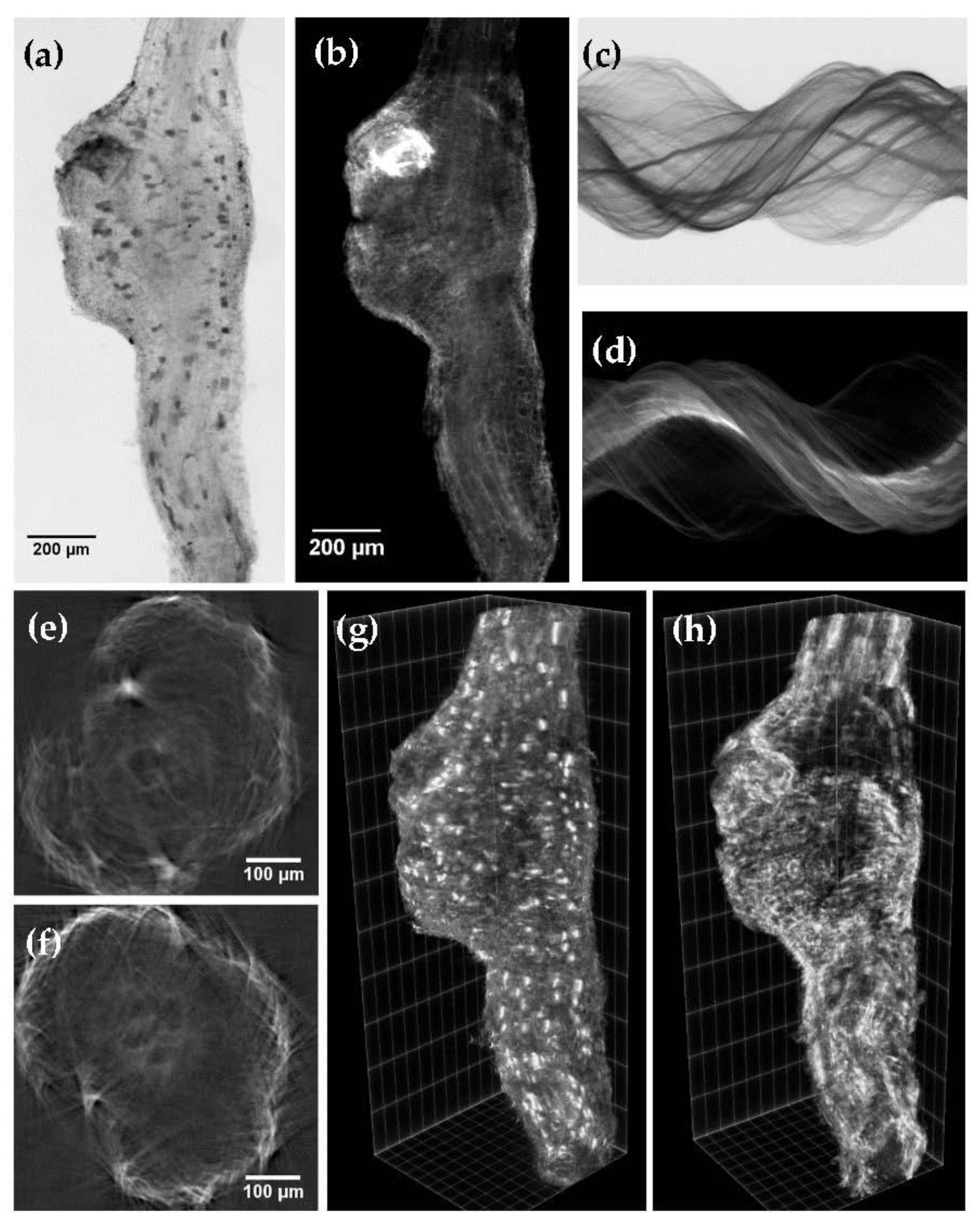 Plants 11 01165 g0a2