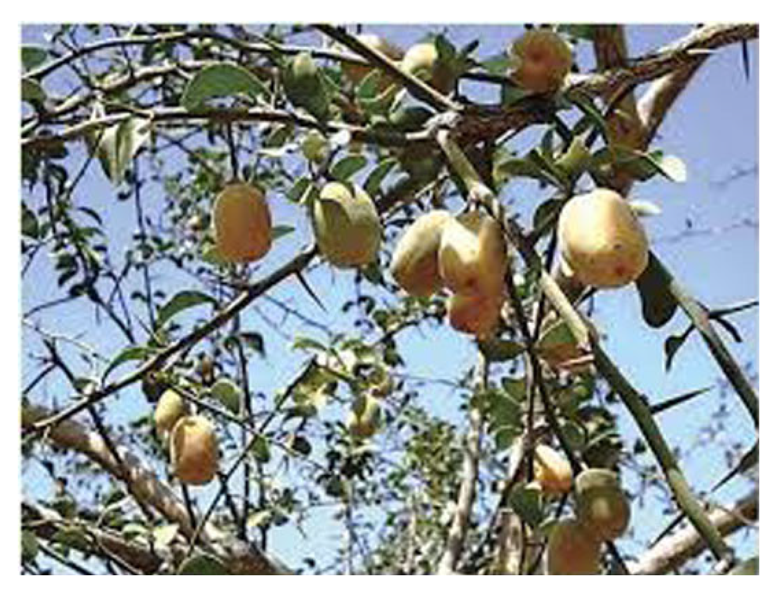 Plants 11 01183 g001 550