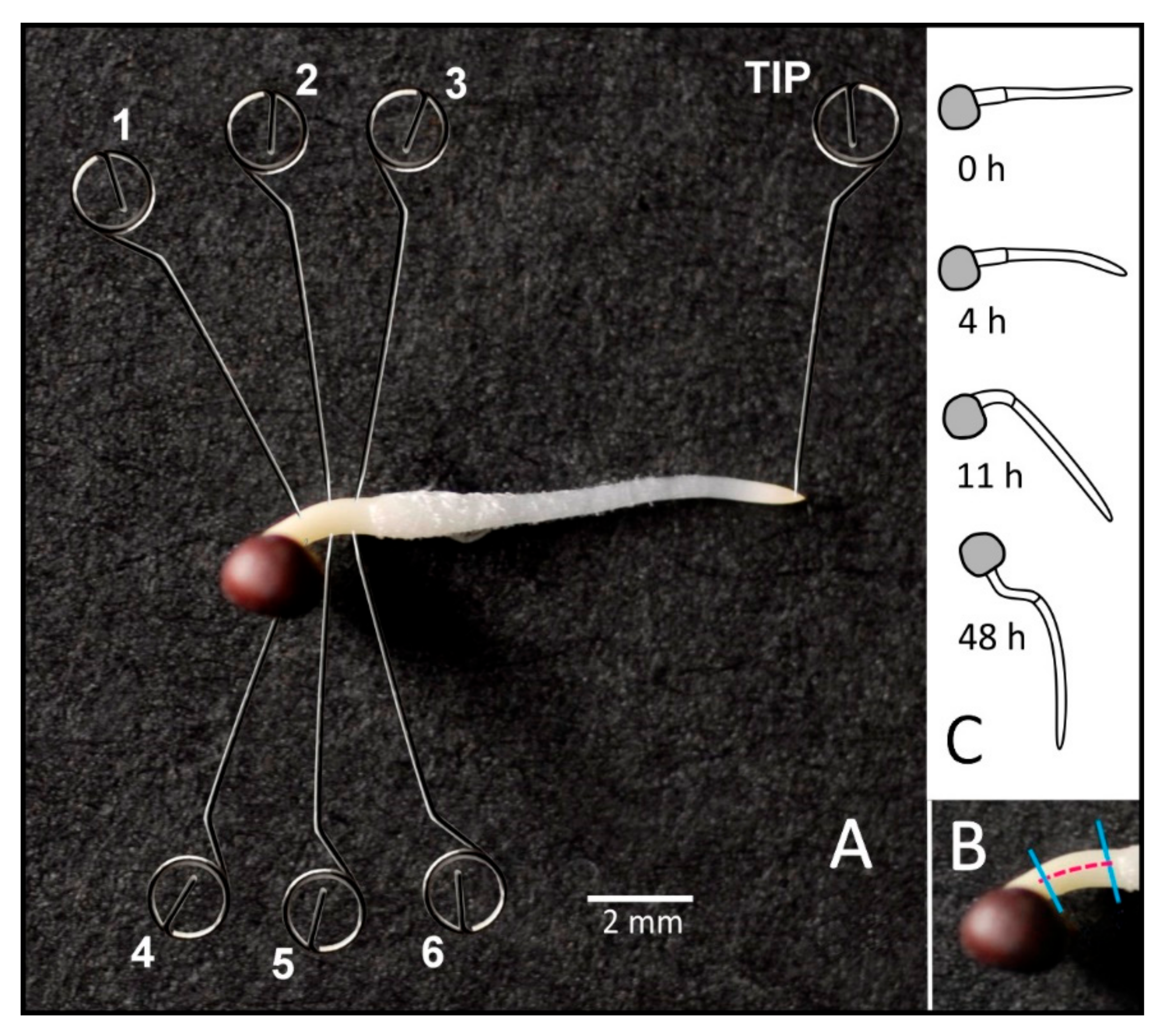 Plants 11 01191 g001 Plants 11 01191 g001