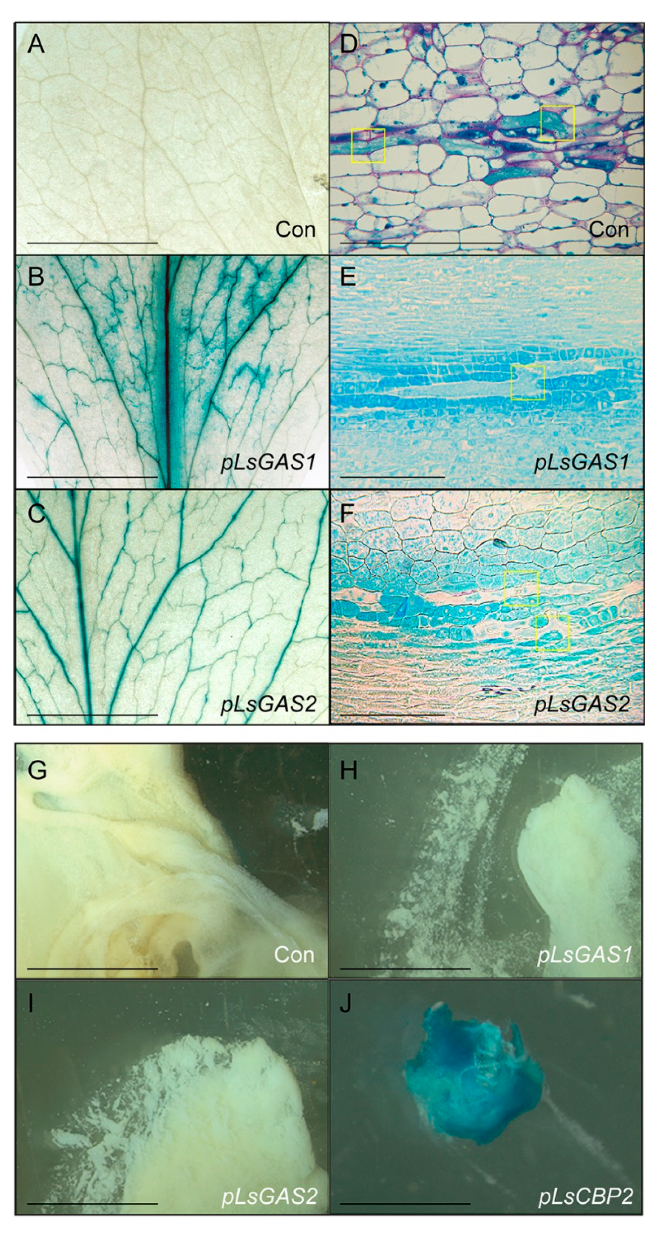 Plants 11 01192 g003 550