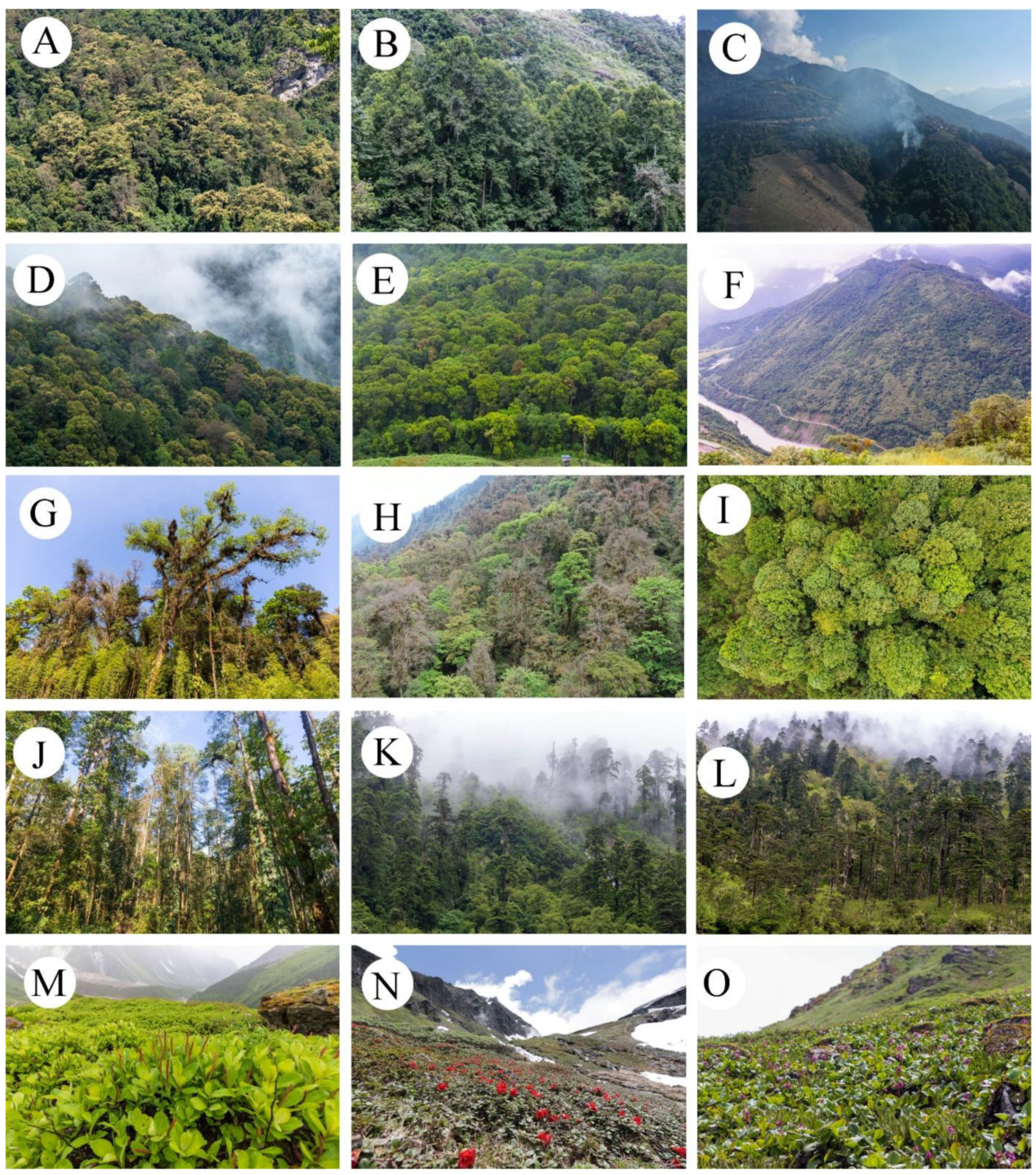 Plants 11 01194 g002