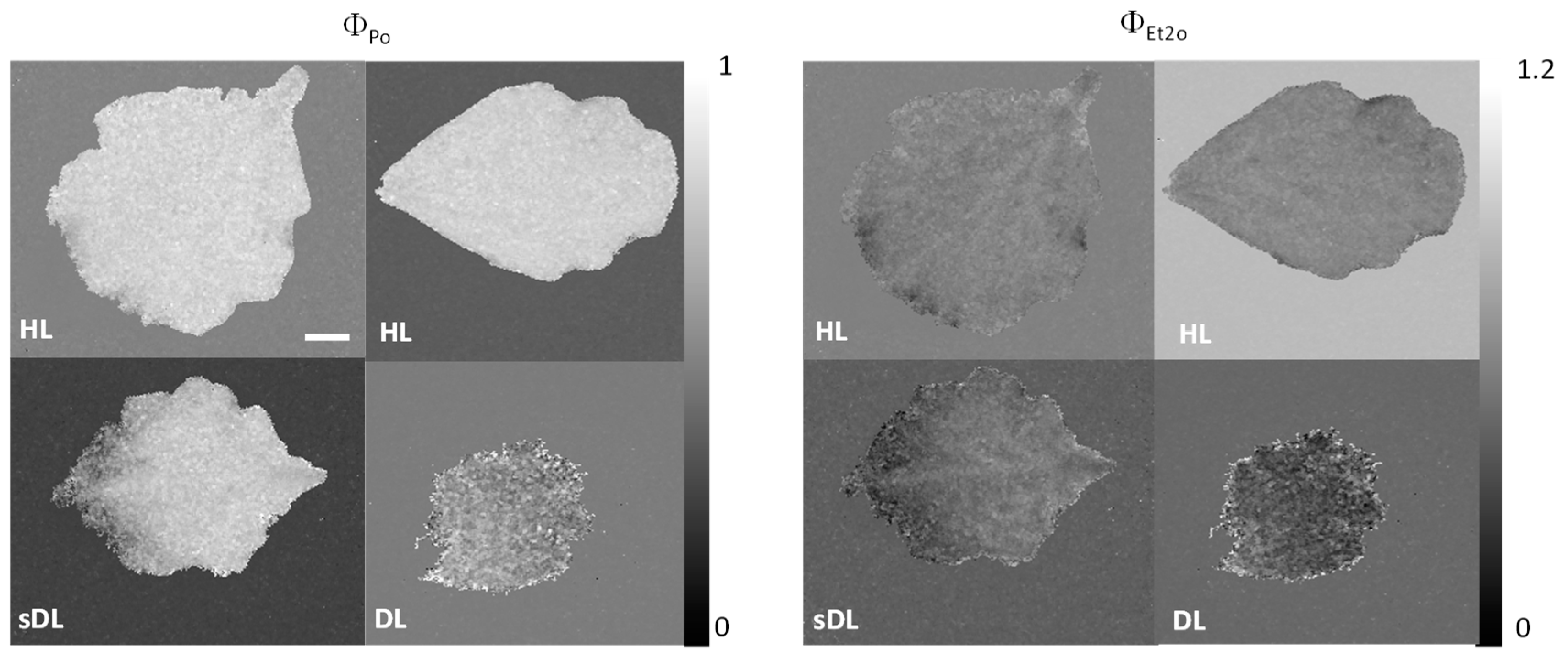 Plants 11 01199 g005