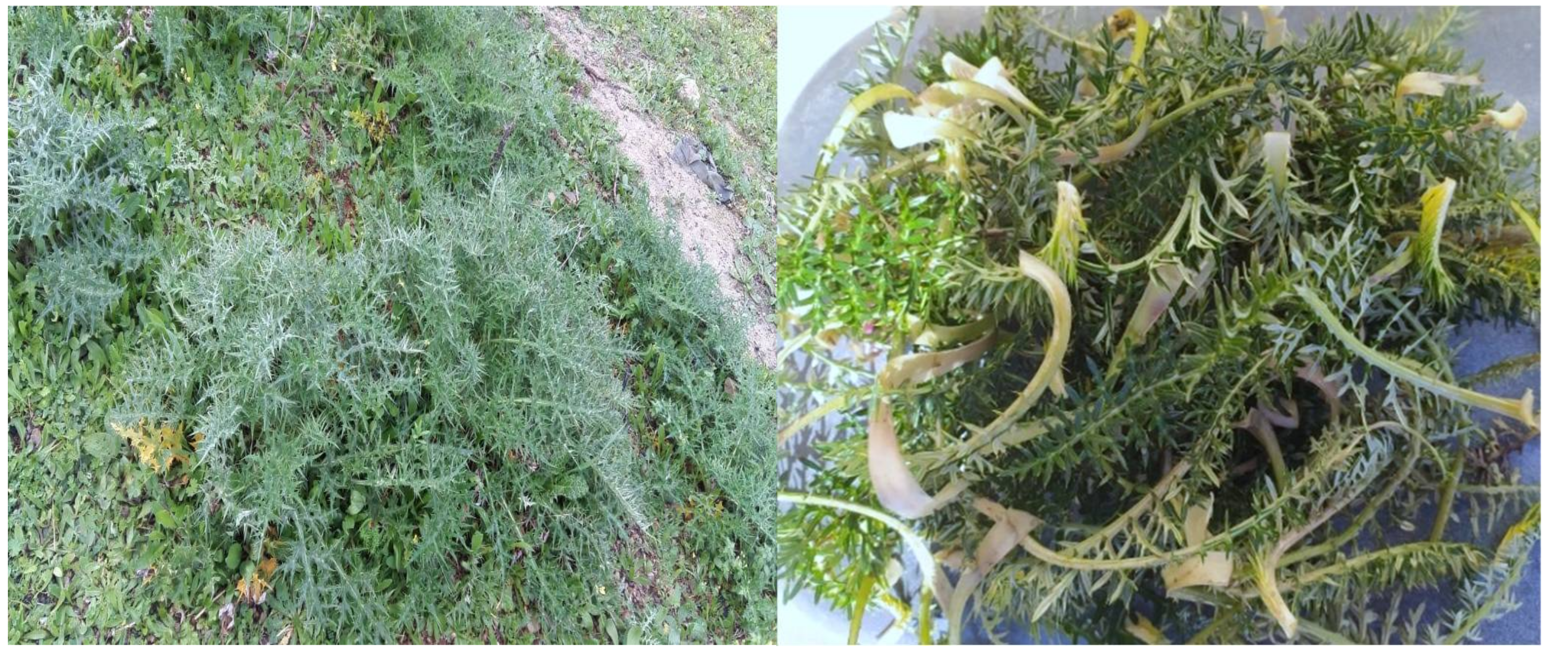 Plants 11 01200 g002 550