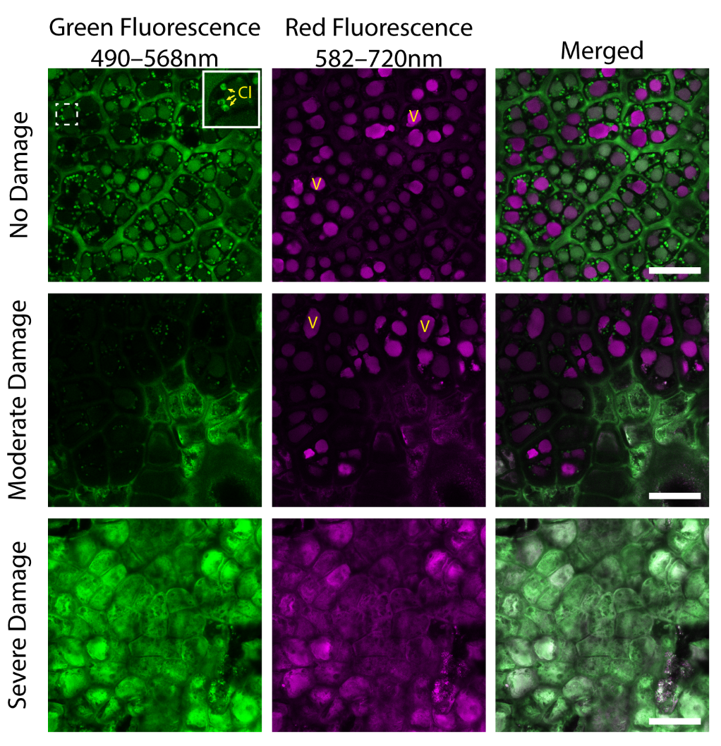 Plants 11 01201 g002 550