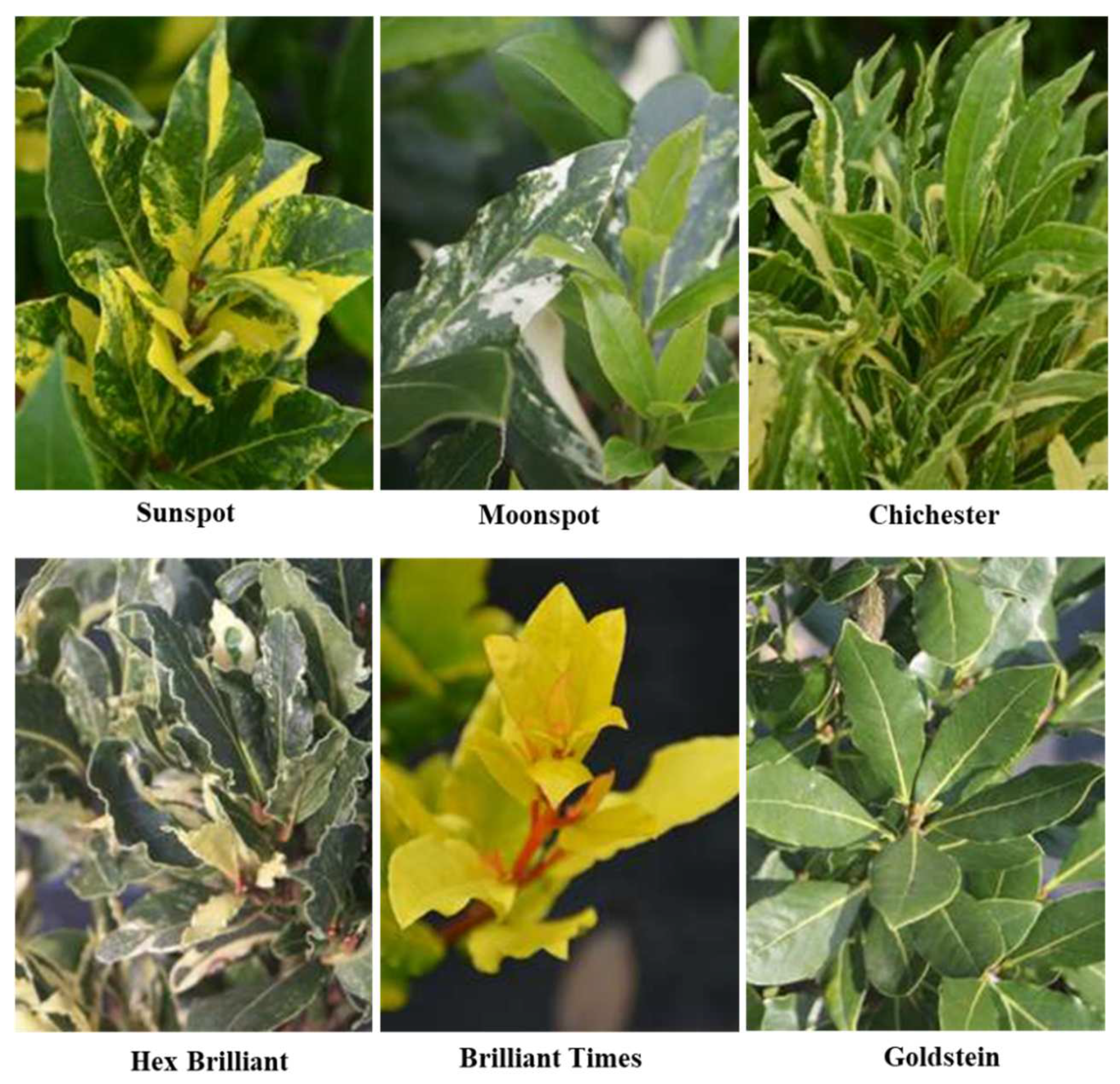 Plants 11 01209 g002 Plants 11 01209 g002