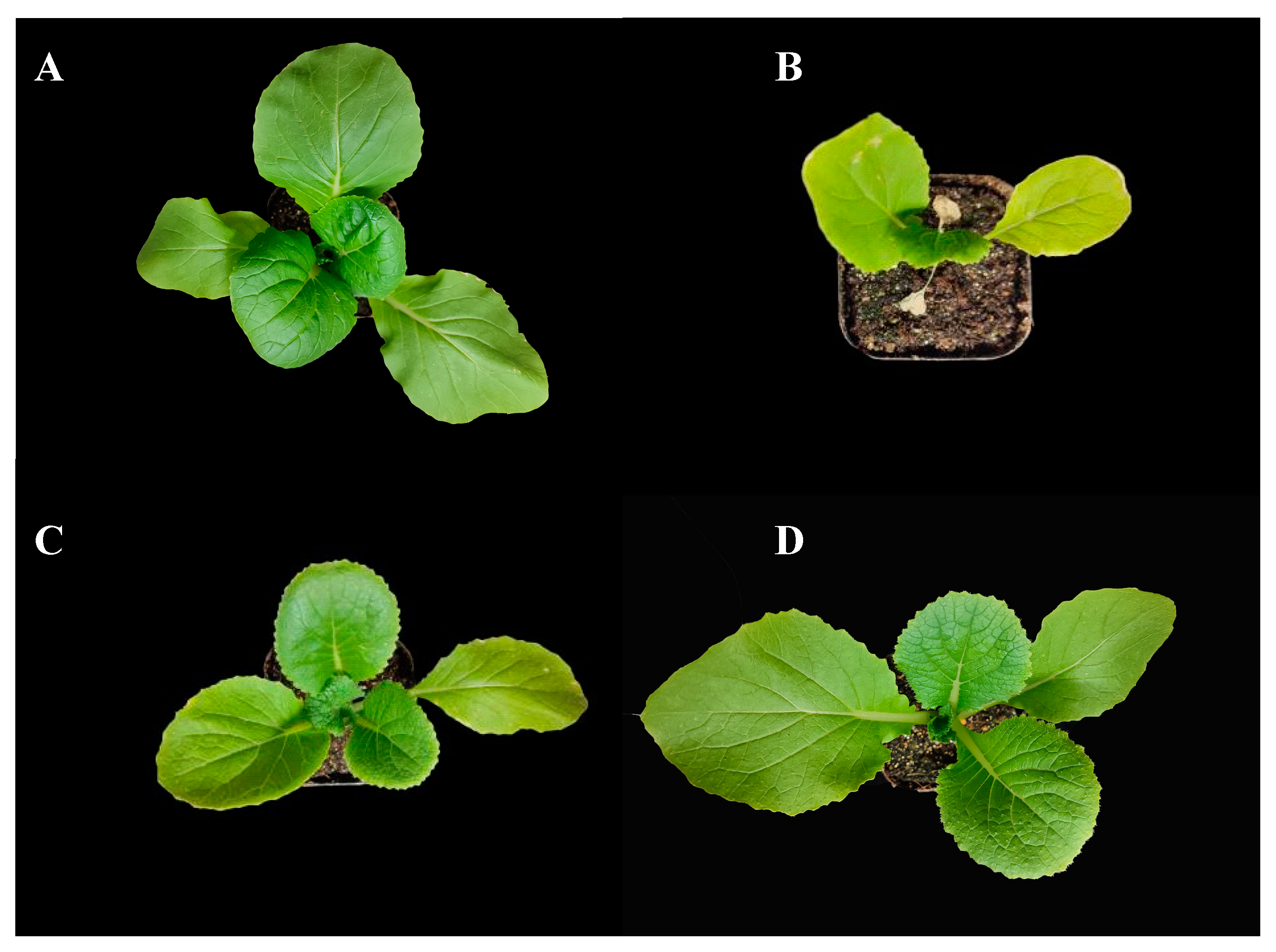 Plants 11 01213 g001 550