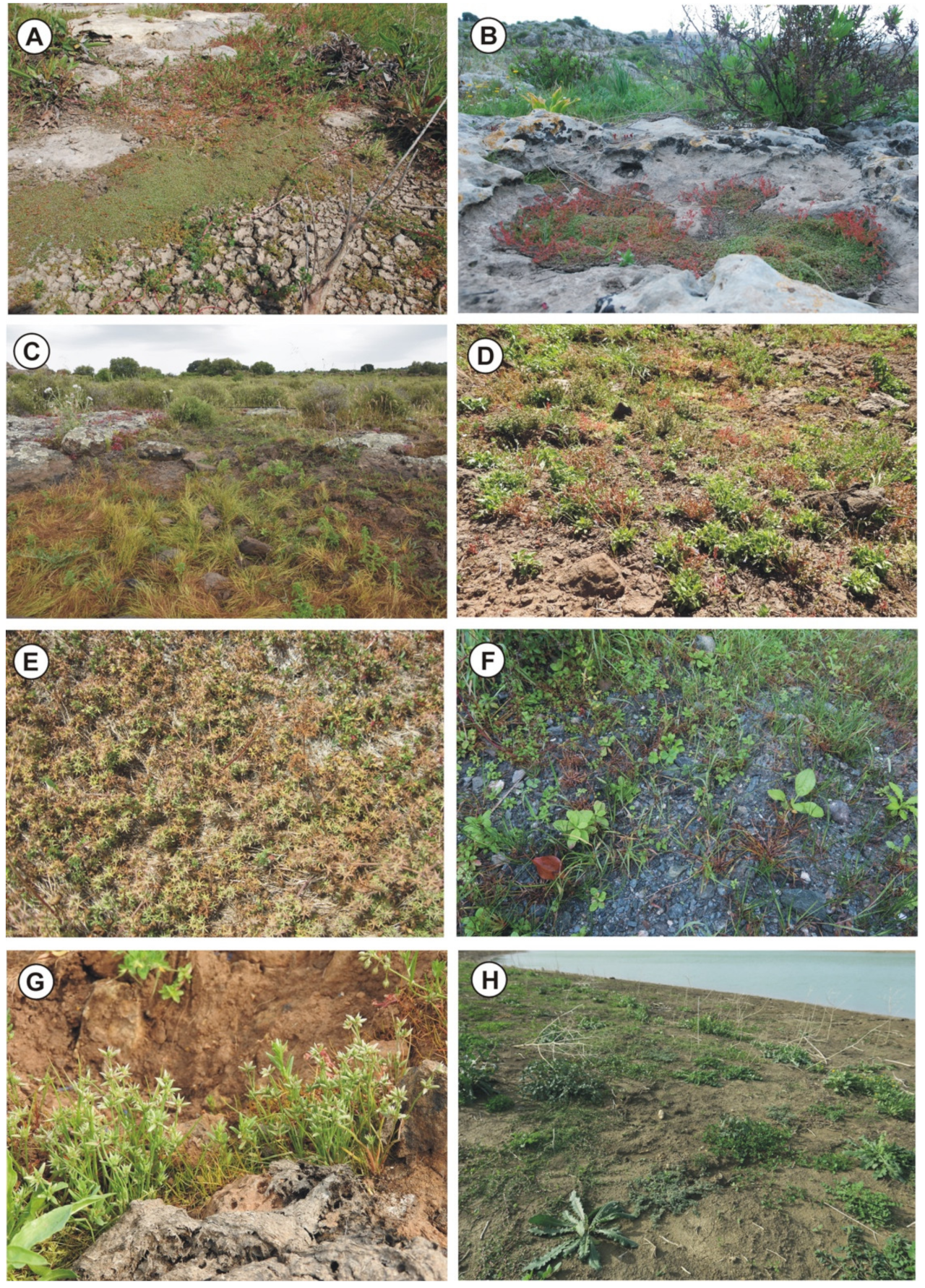 Plants 11 01214 g004 550