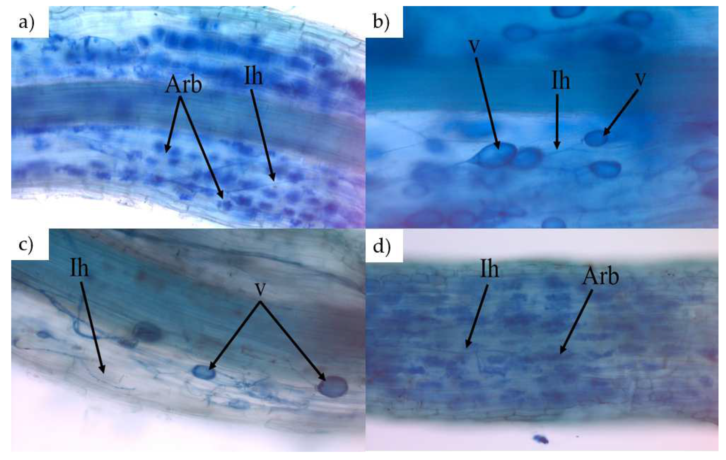 Plants 11 01216 g002