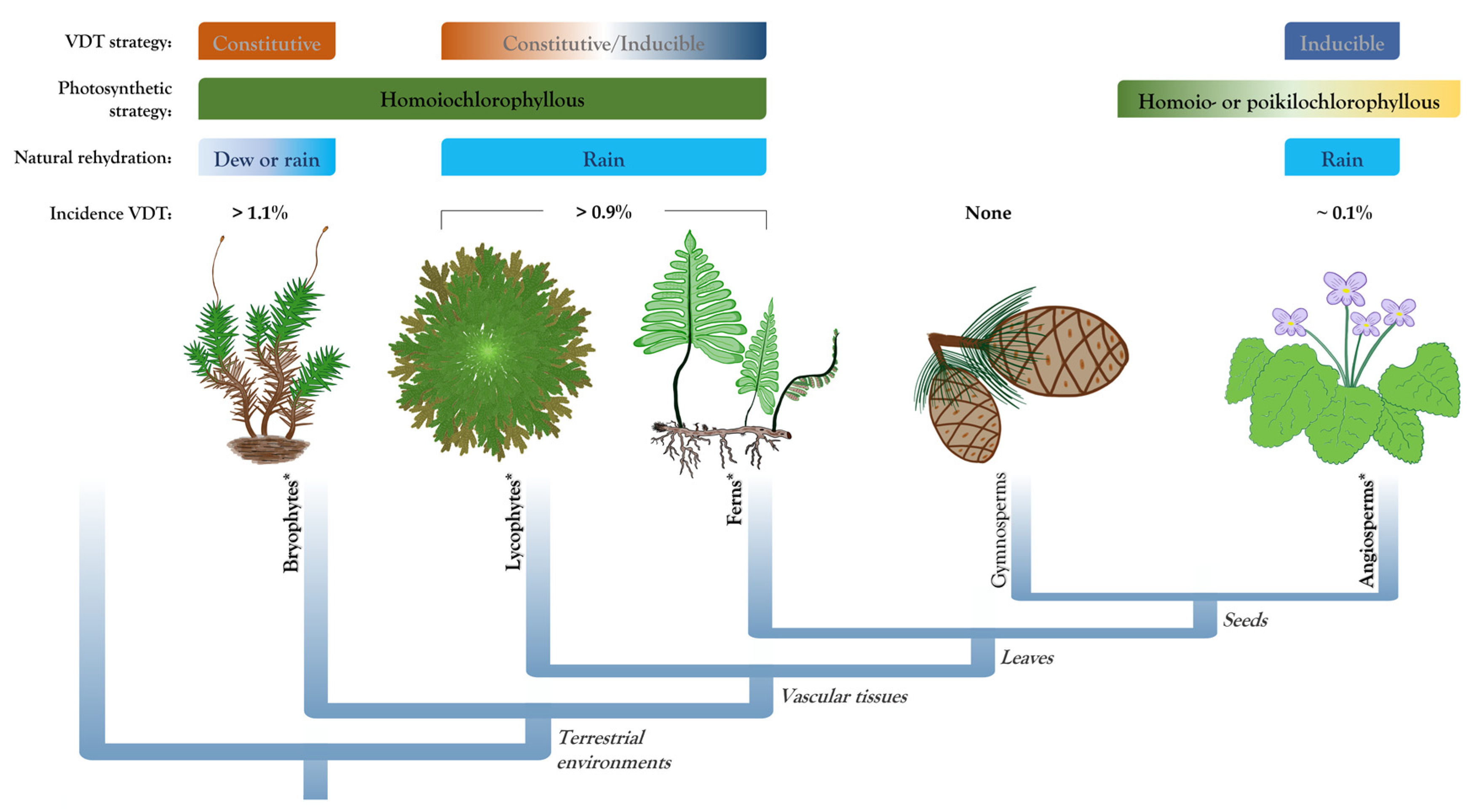 PDF) Micro-morphological characters in Polypodiaceae and its taxonomic  significance