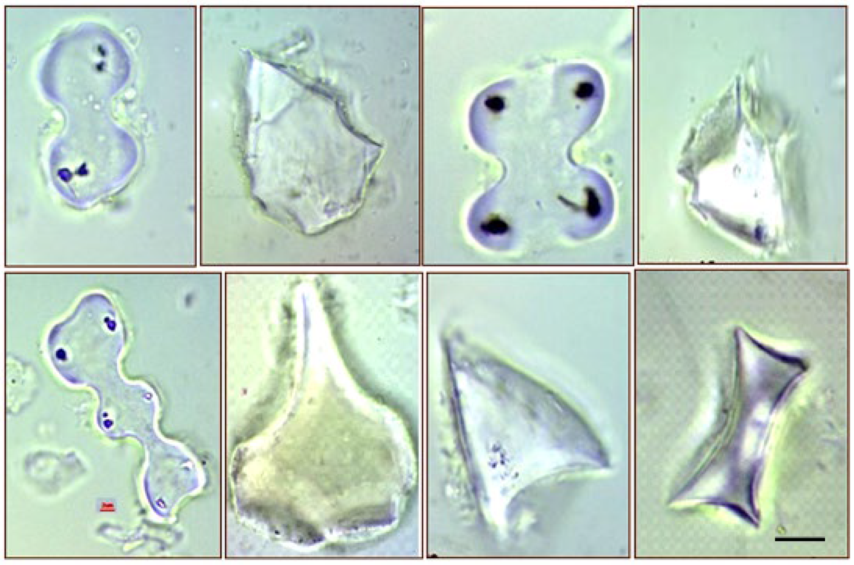 Plants 11 01223 g002 550