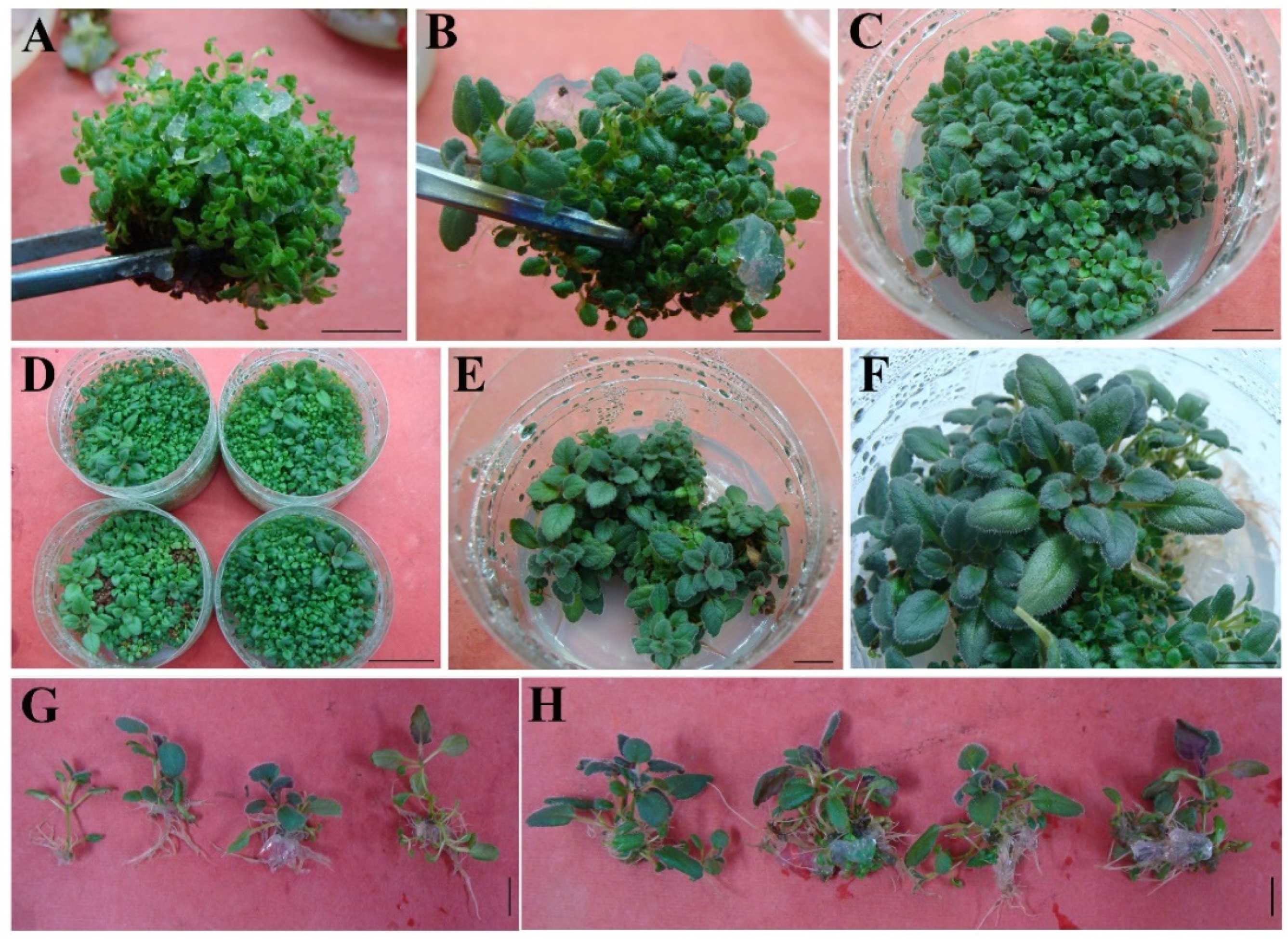 Plants 11 01232 g003