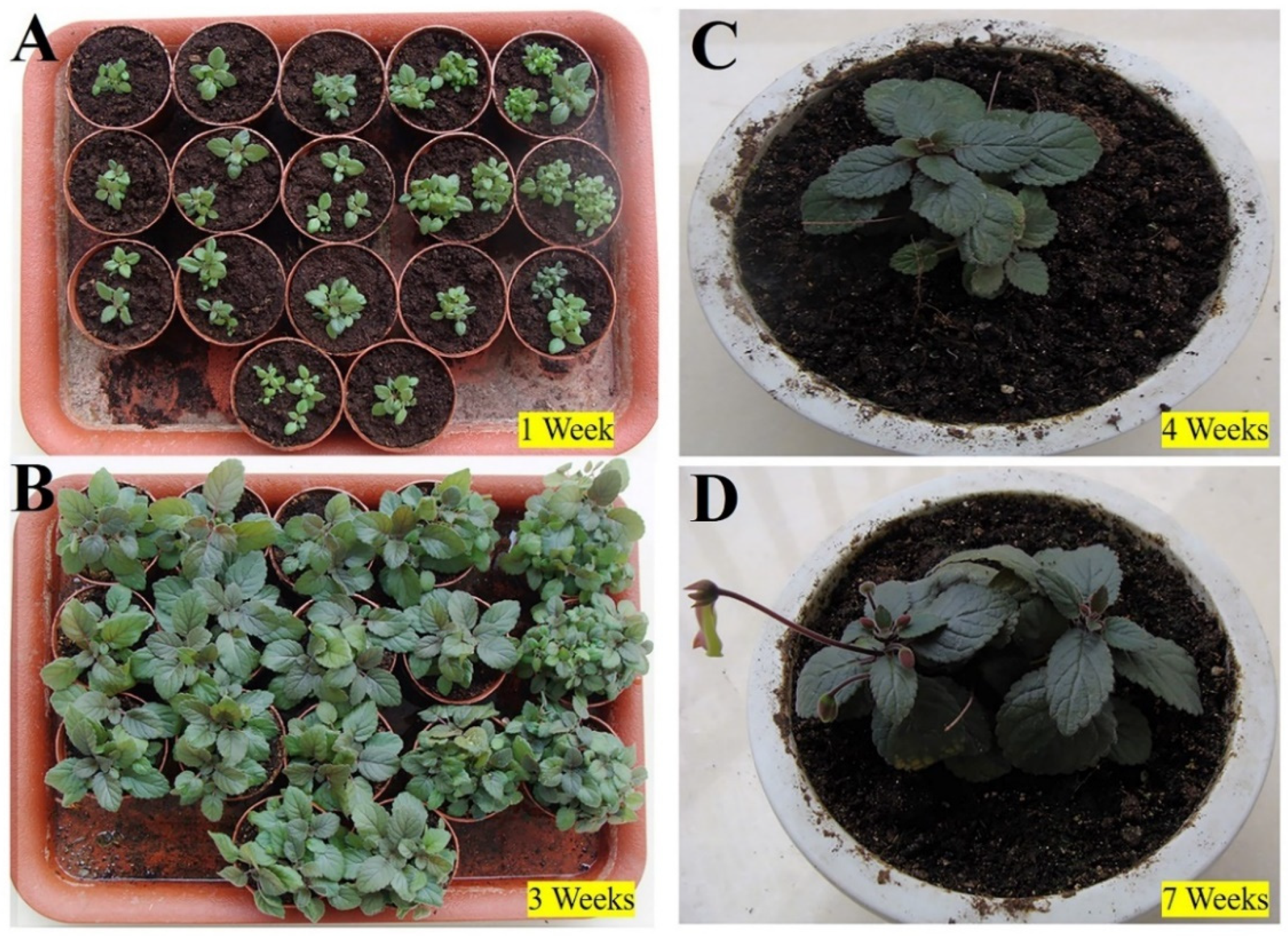 Plants 11 01232 g004