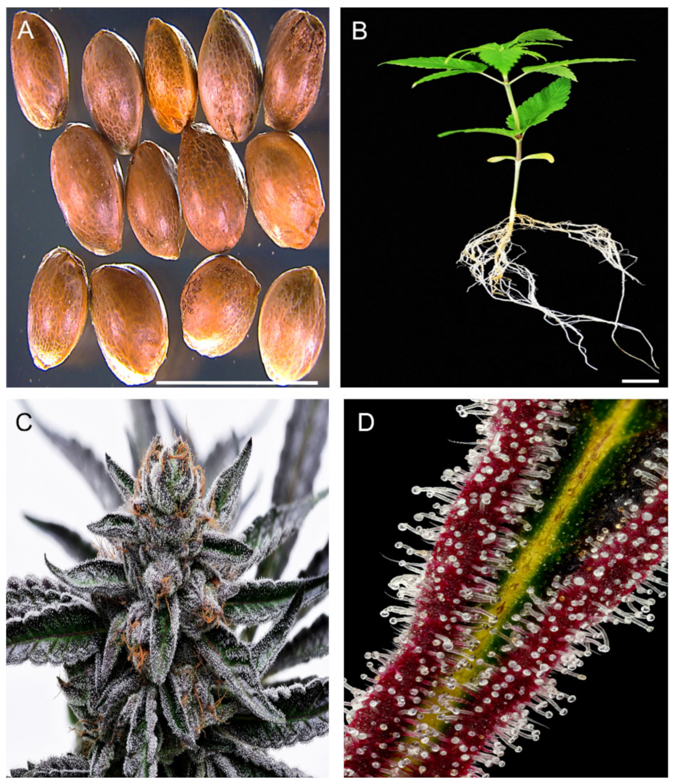 A high-foliage semi-dwarf biotype of Cannabis sativa, bred by the late