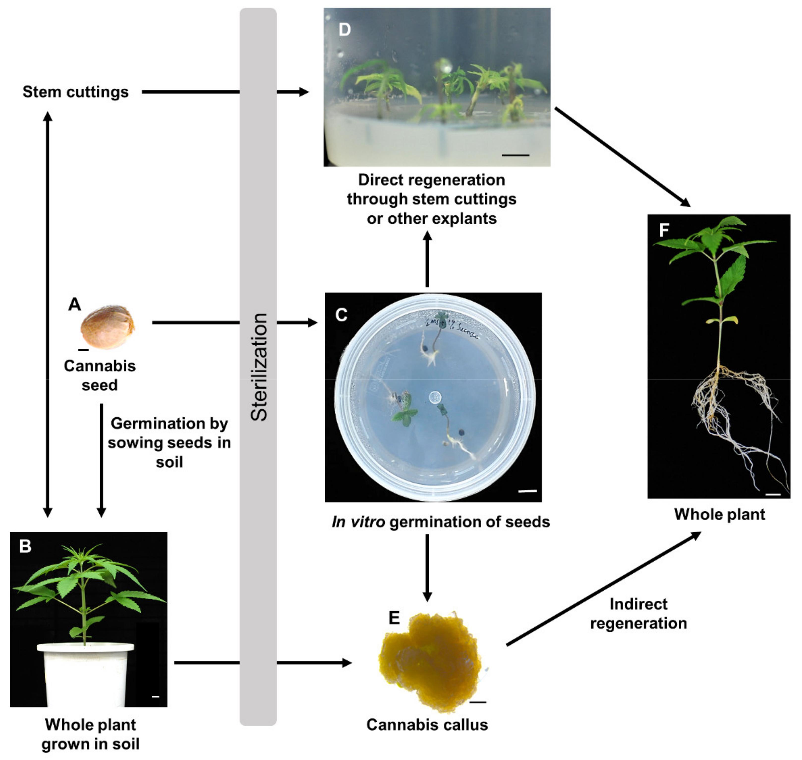 Plants 11 01236 g003 550
