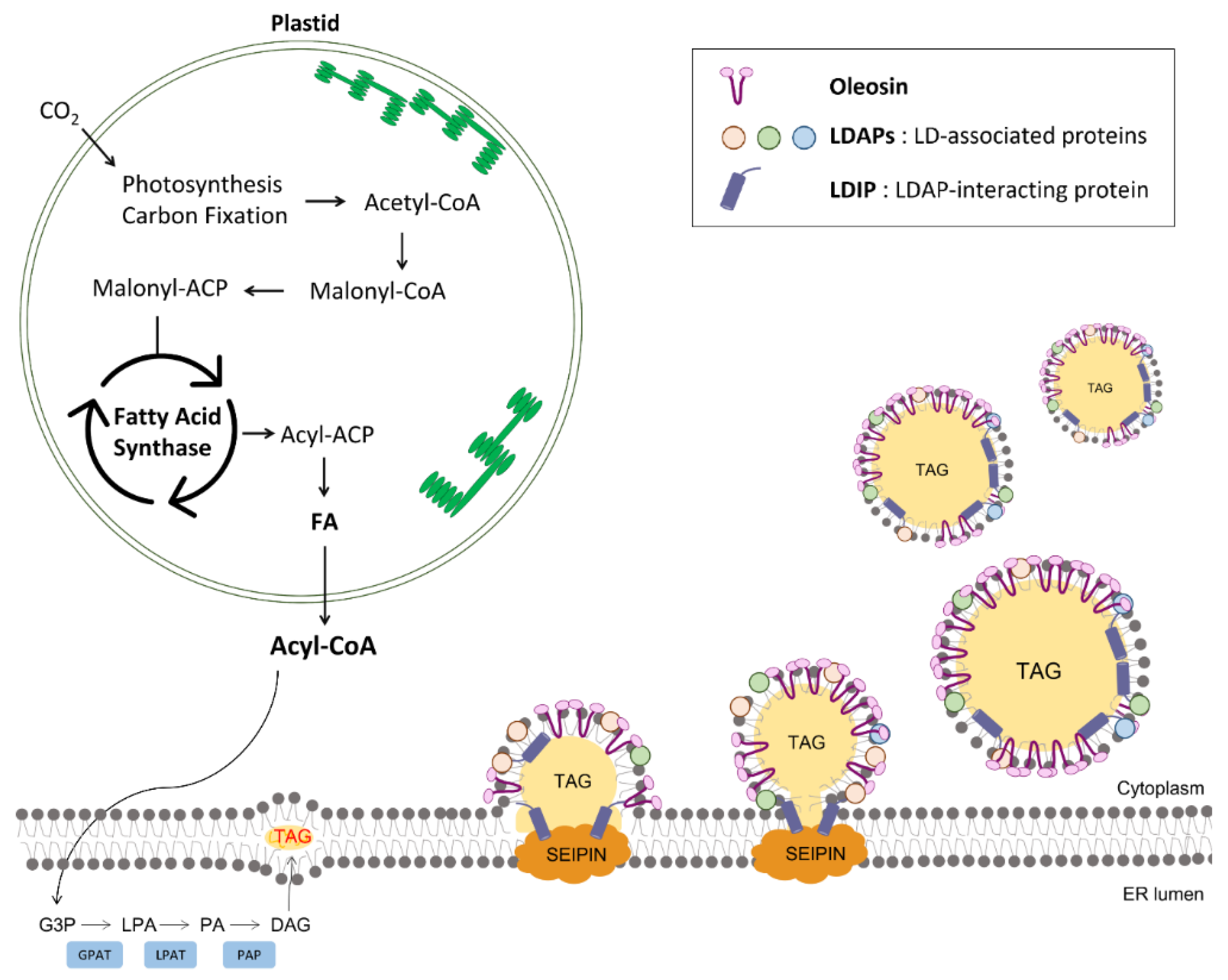 Plants Free FullText Biogenesis and LipaseMediated Mobilization of Lipid Droplets in Plants