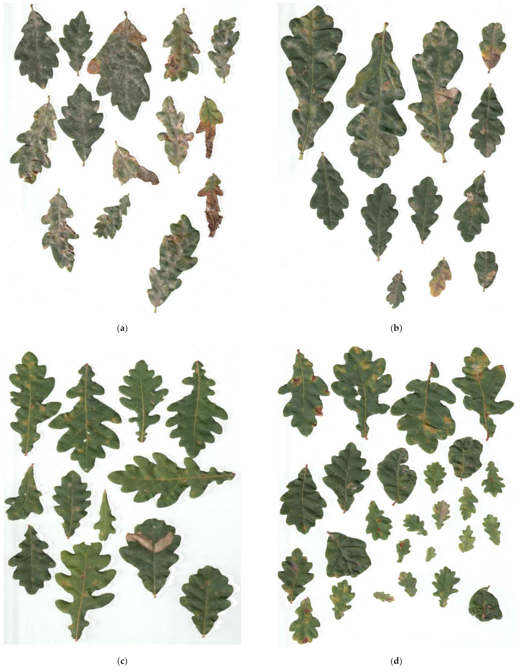 Plants 11 01248 g002