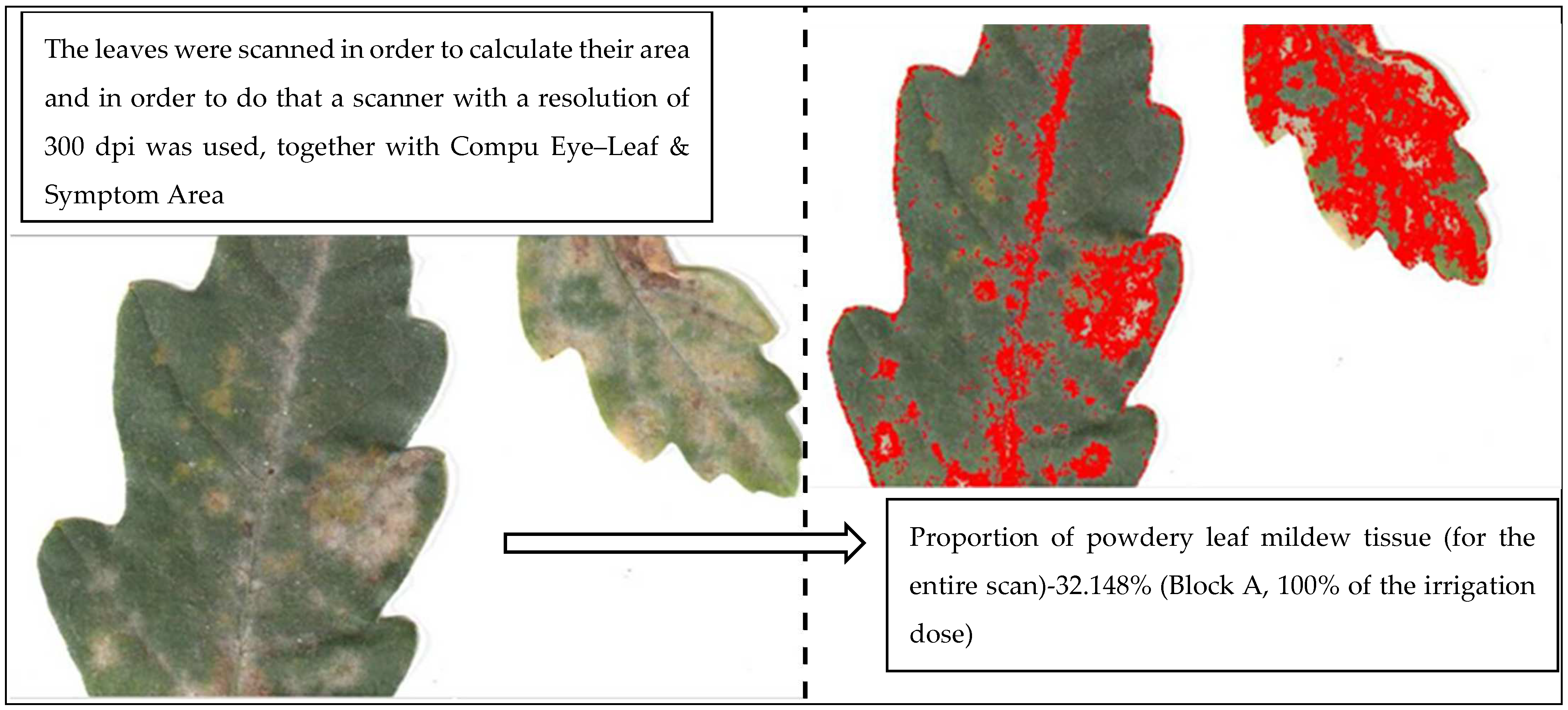 Plants 11 01248 g006