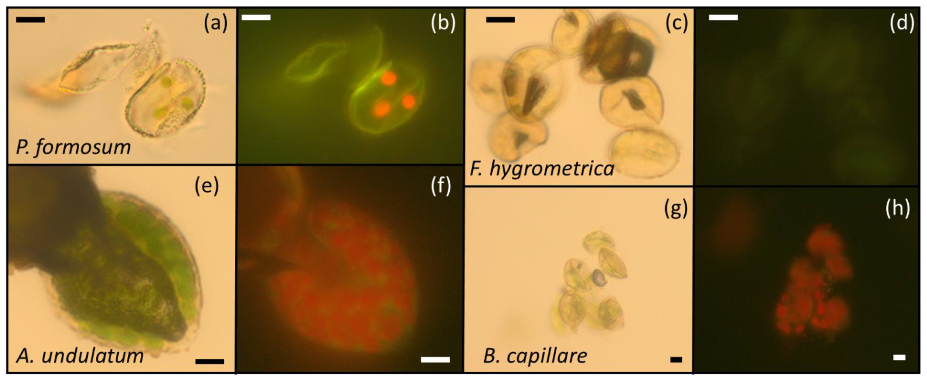 Plants 11 01262 g004 Plants 11 01262 g004