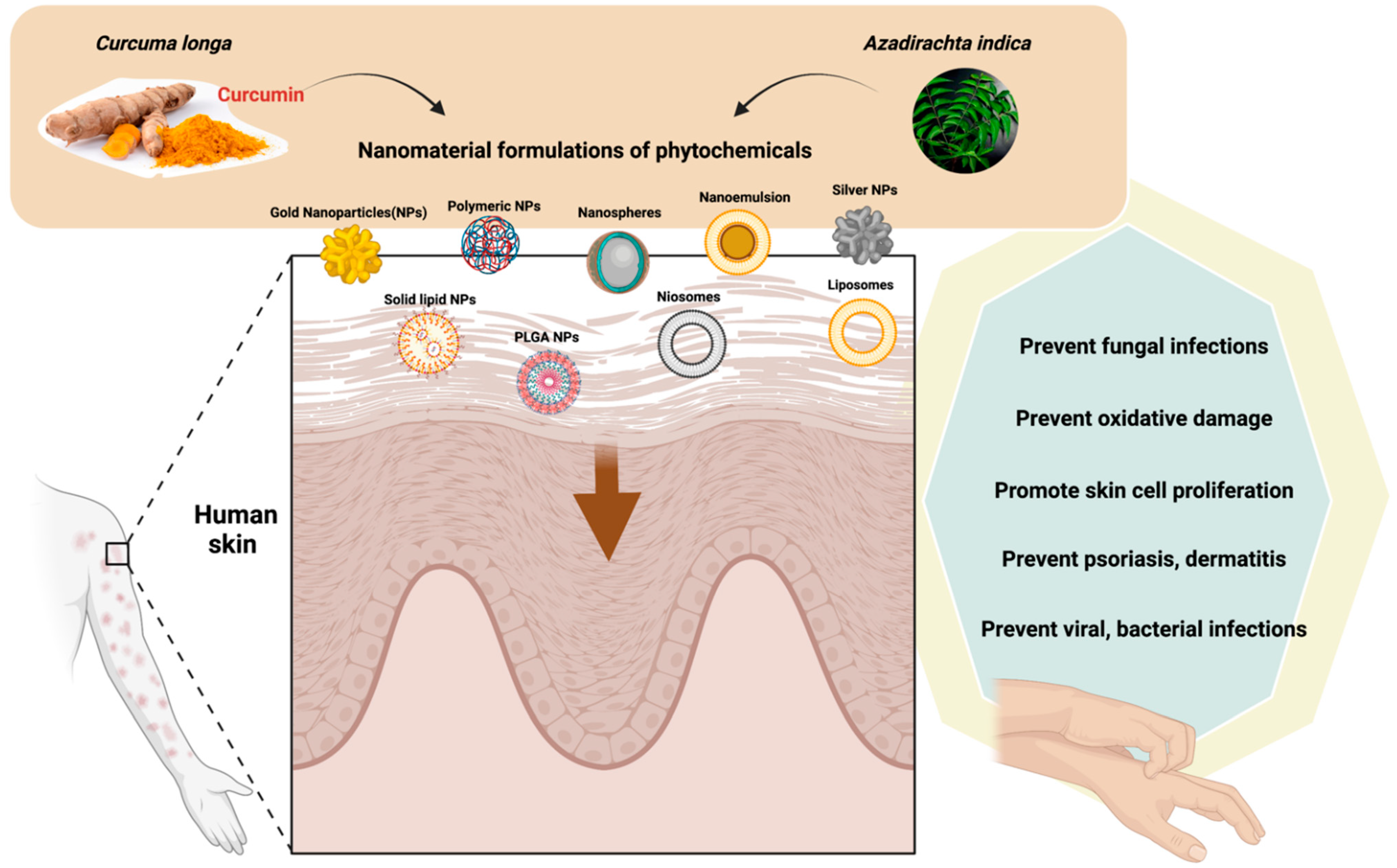 Plants 11 01265 g002 550