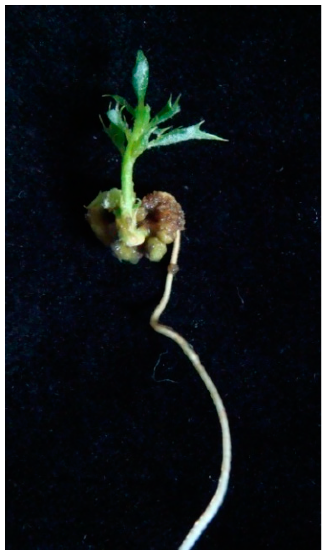 Plants 11 01266 g003