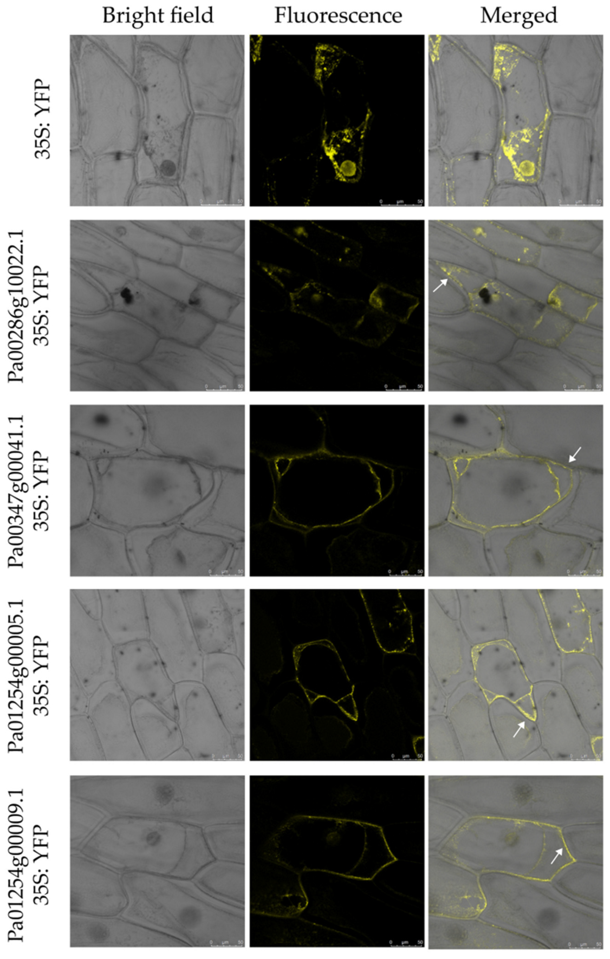 Plants 11 01269 g009 Plants 11 01269 g009