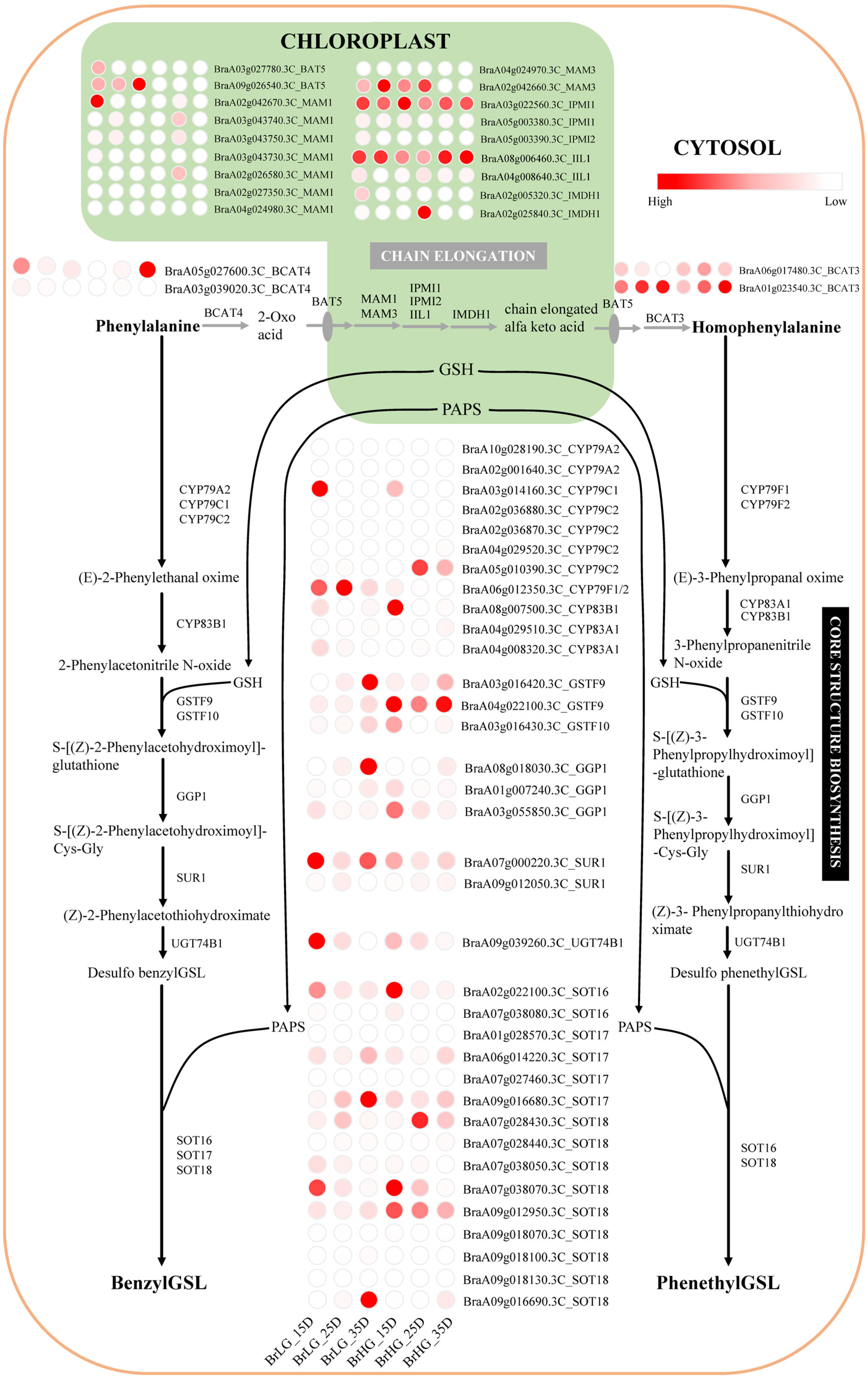 Plants 11 01274 g003 550